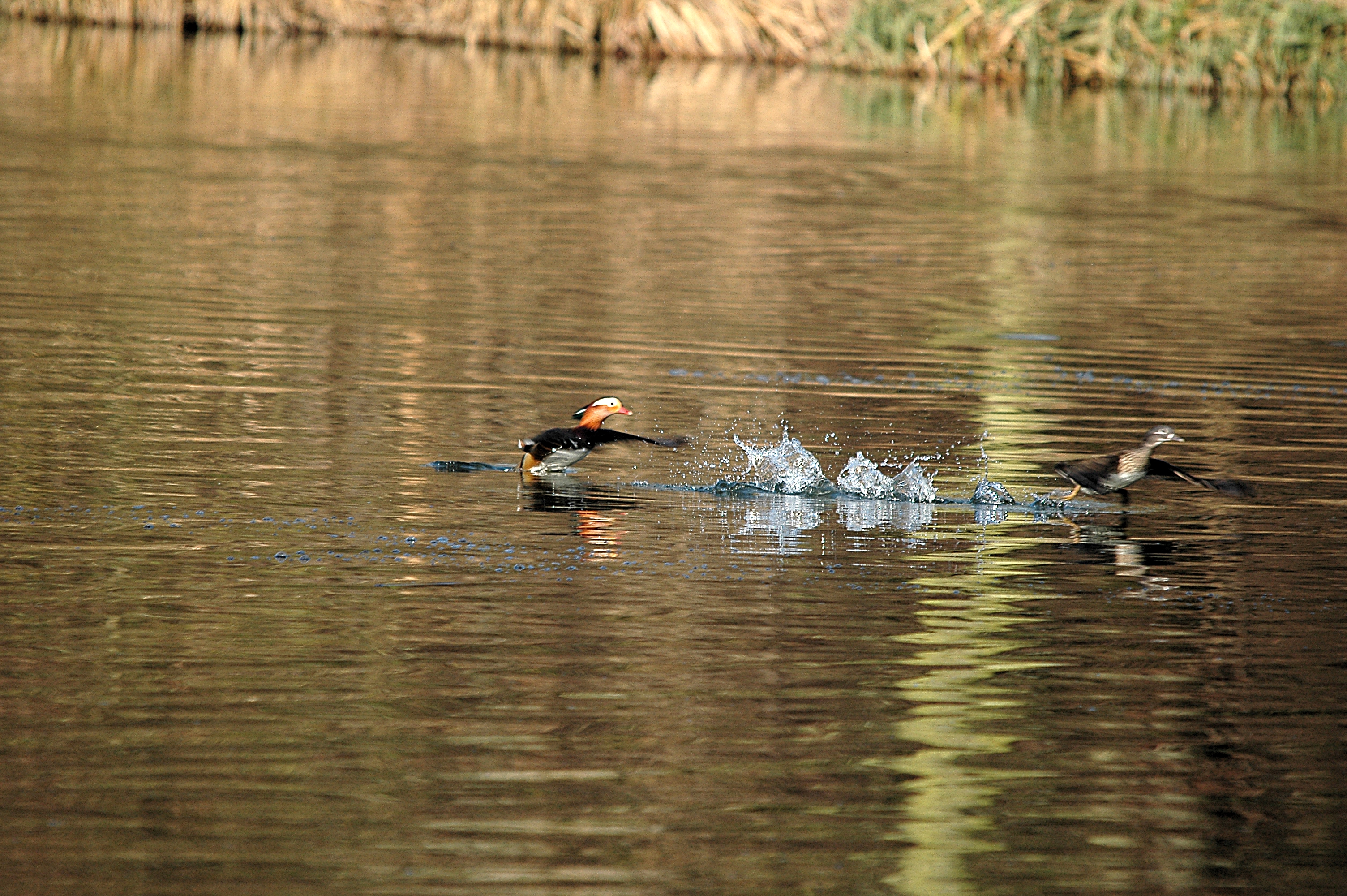 photos/wildlife/Bird_Species/029-Swans-Geese-Typical_ducks/0498-Mandarin_Duck/DSC_4900.JPG