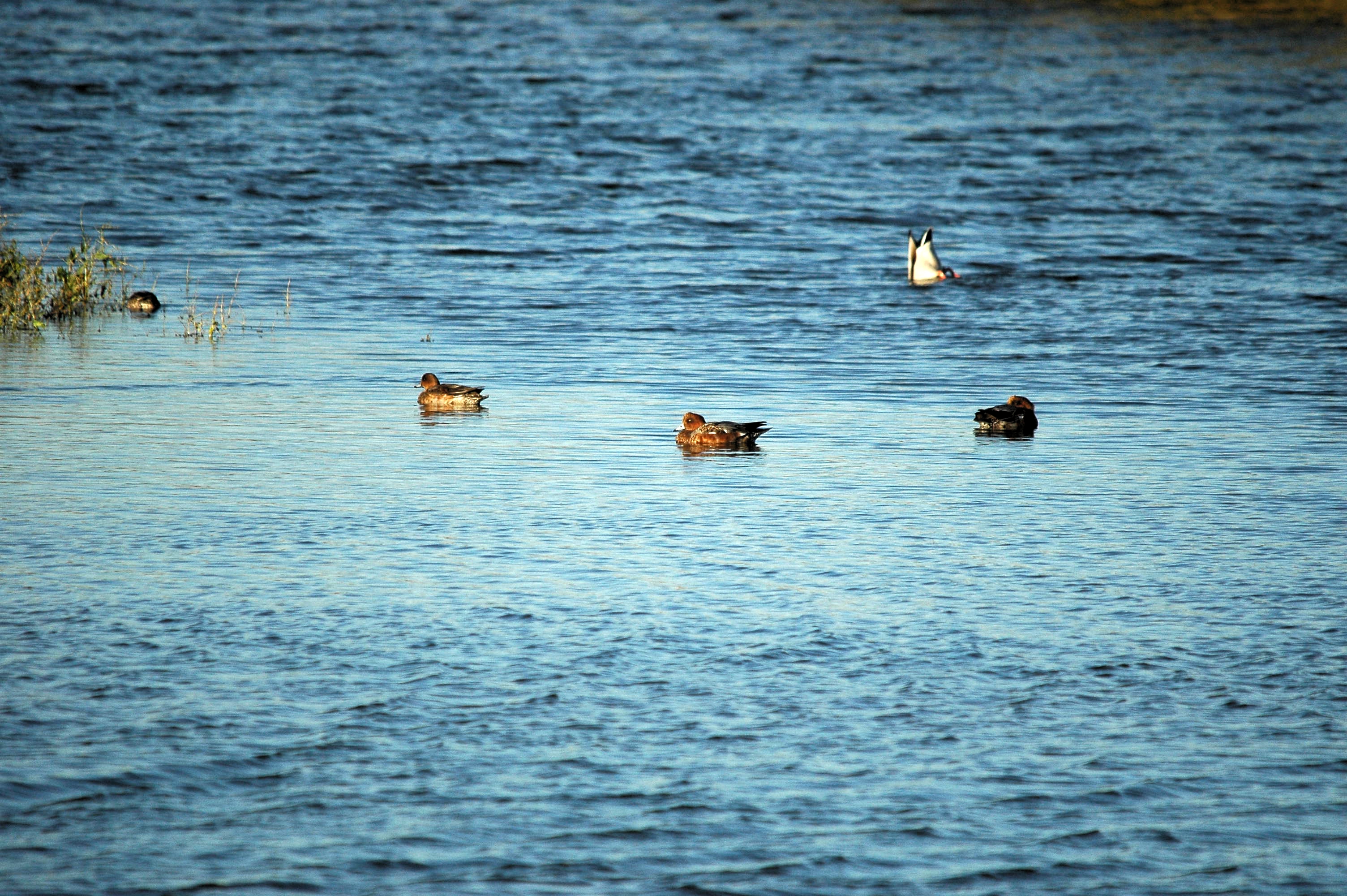 photos/wildlife/Bird_Species/029-Swans-Geese-Typical_ducks/0504-Wigeon/DSC_3761.JPG
