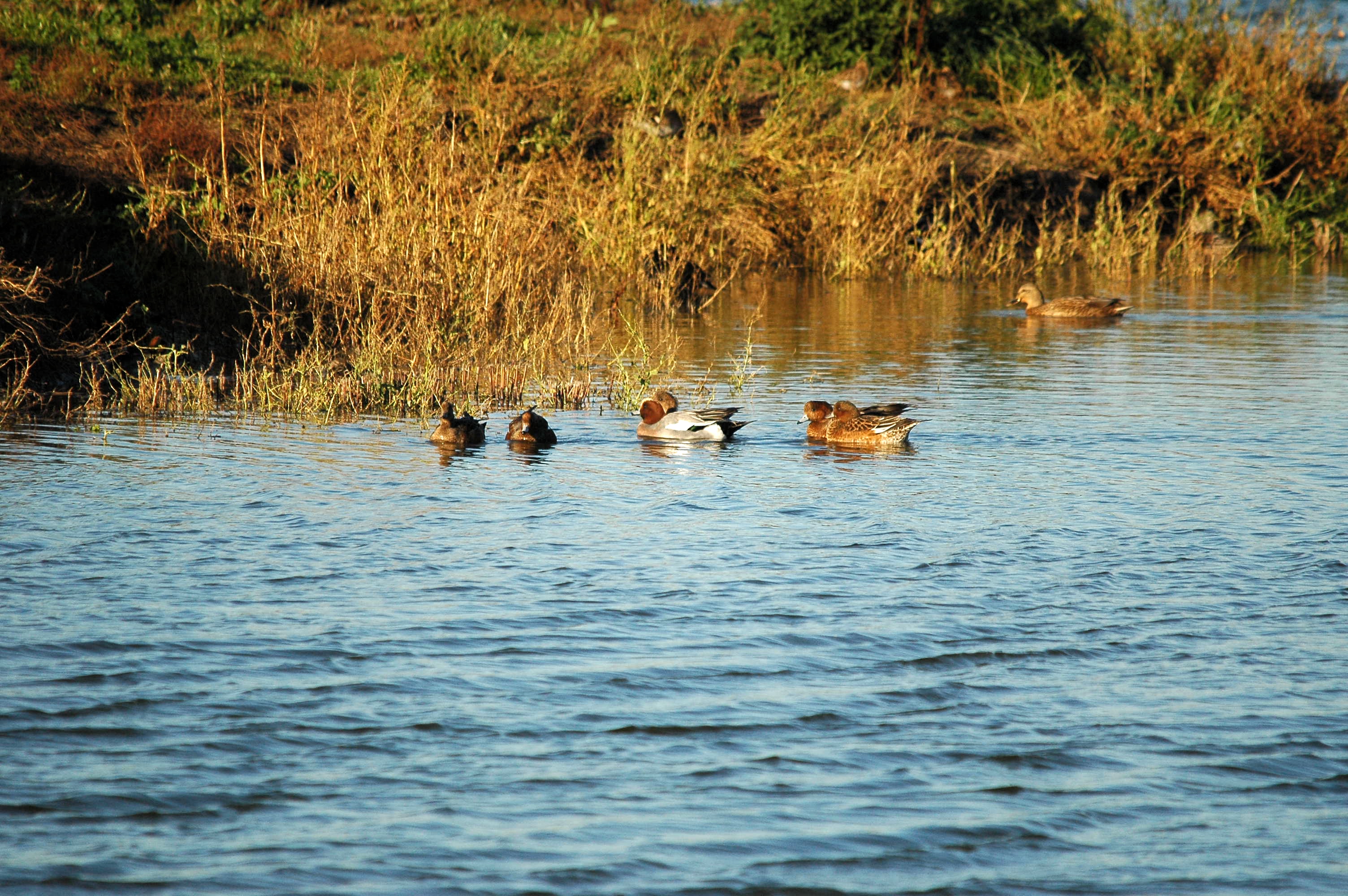 photos/wildlife/Bird_Species/029-Swans-Geese-Typical_ducks/0504-Wigeon/DSC_3763.JPG