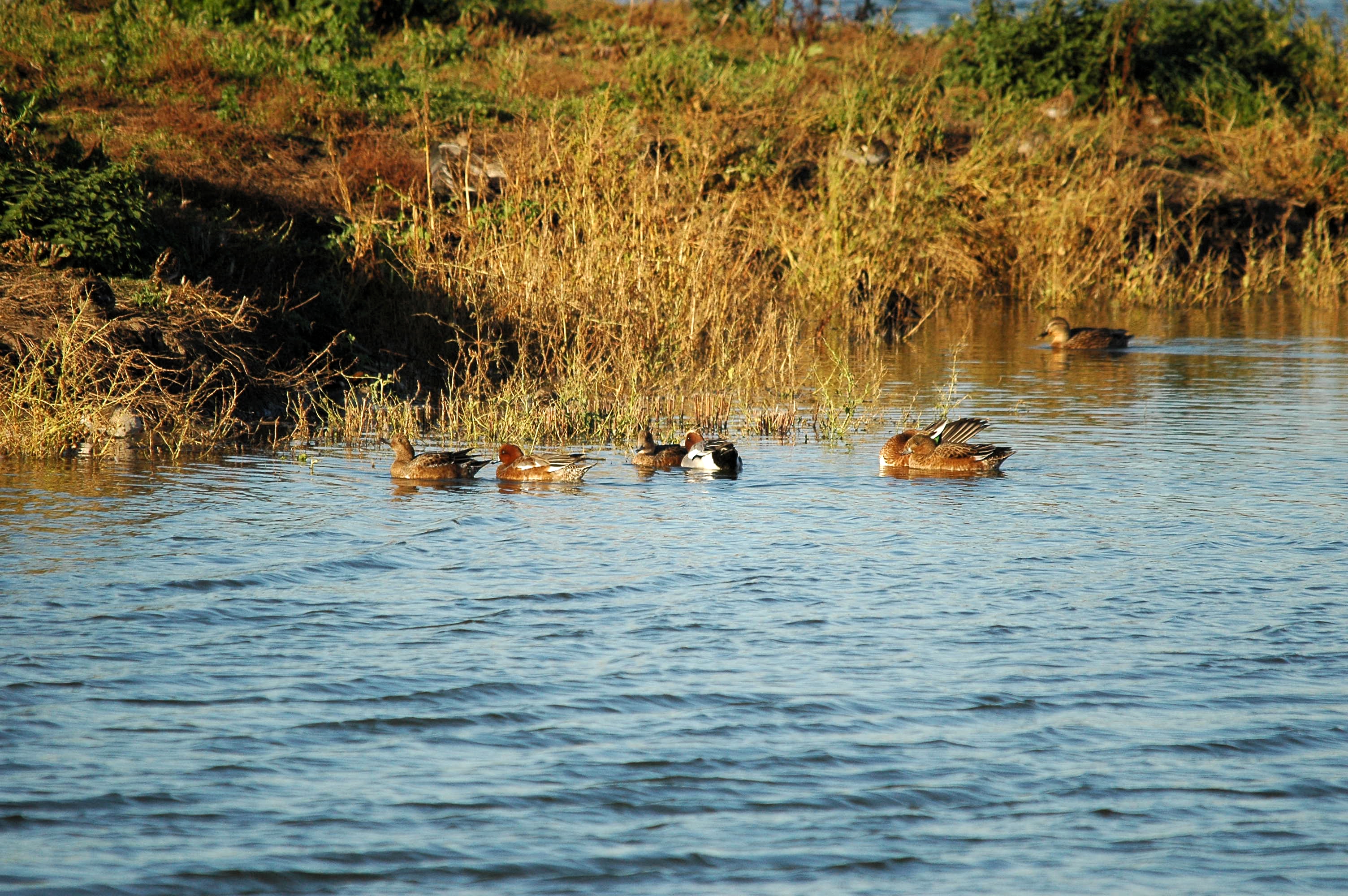photos/wildlife/Bird_Species/029-Swans-Geese-Typical_ducks/0504-Wigeon/DSC_3764.JPG
