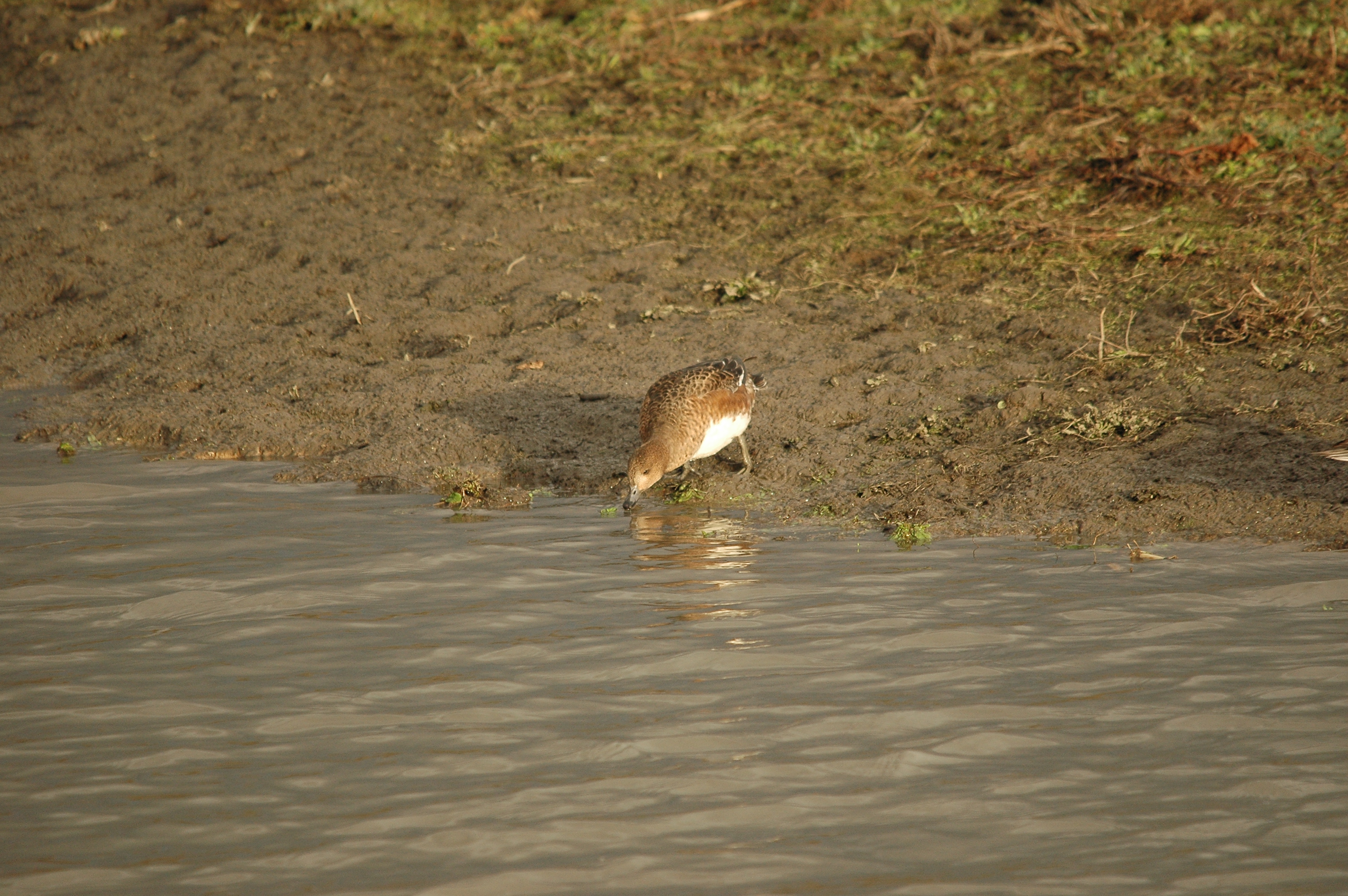 photos/wildlife/Bird_Species/029-Swans-Geese-Typical_ducks/0504-Wigeon/DSC_4722.JPG
