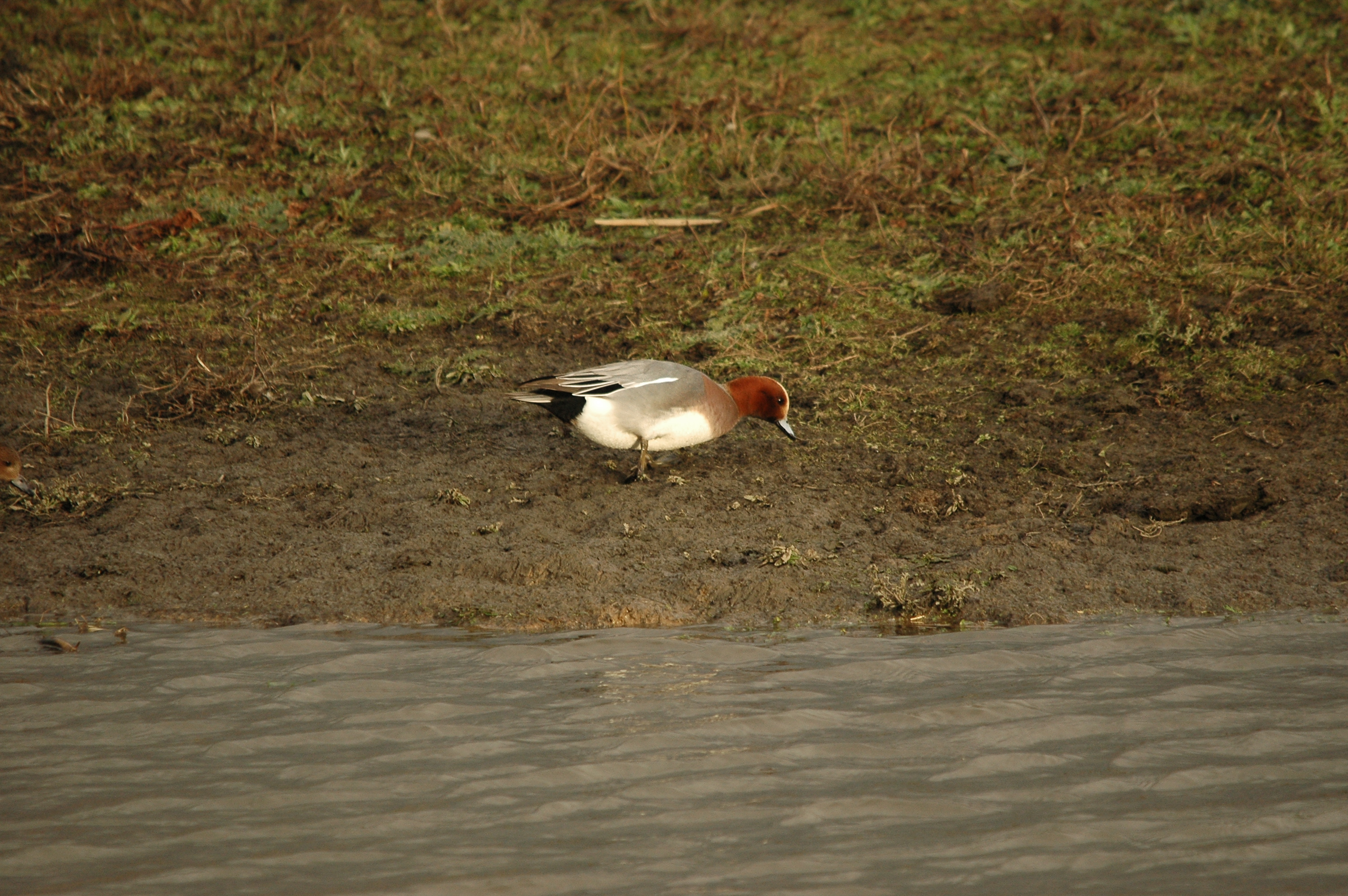 photos/wildlife/Bird_Species/029-Swans-Geese-Typical_ducks/0504-Wigeon/DSC_4723.JPG