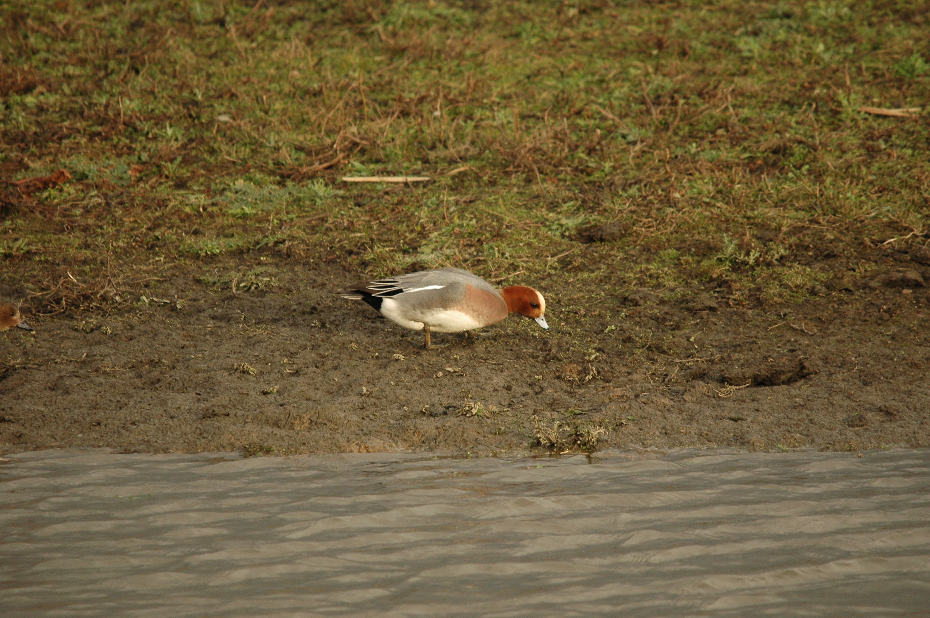 photos/wildlife/Bird_Species/029-Swans-Geese-Typical_ducks/0504-Wigeon/DSC_4724.JPG
