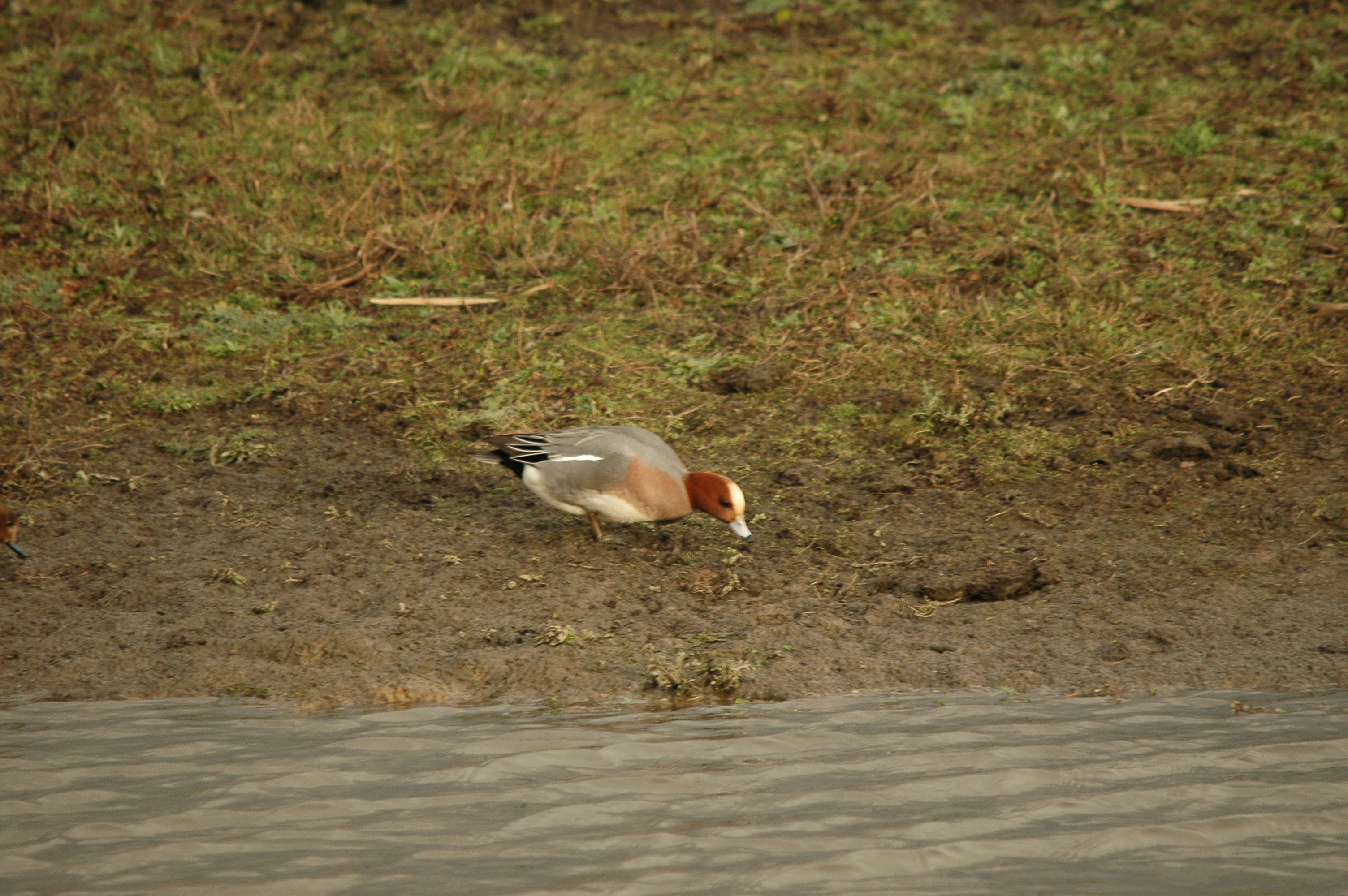 photos/wildlife/Bird_Species/029-Swans-Geese-Typical_ducks/0504-Wigeon/DSC_4725.JPG