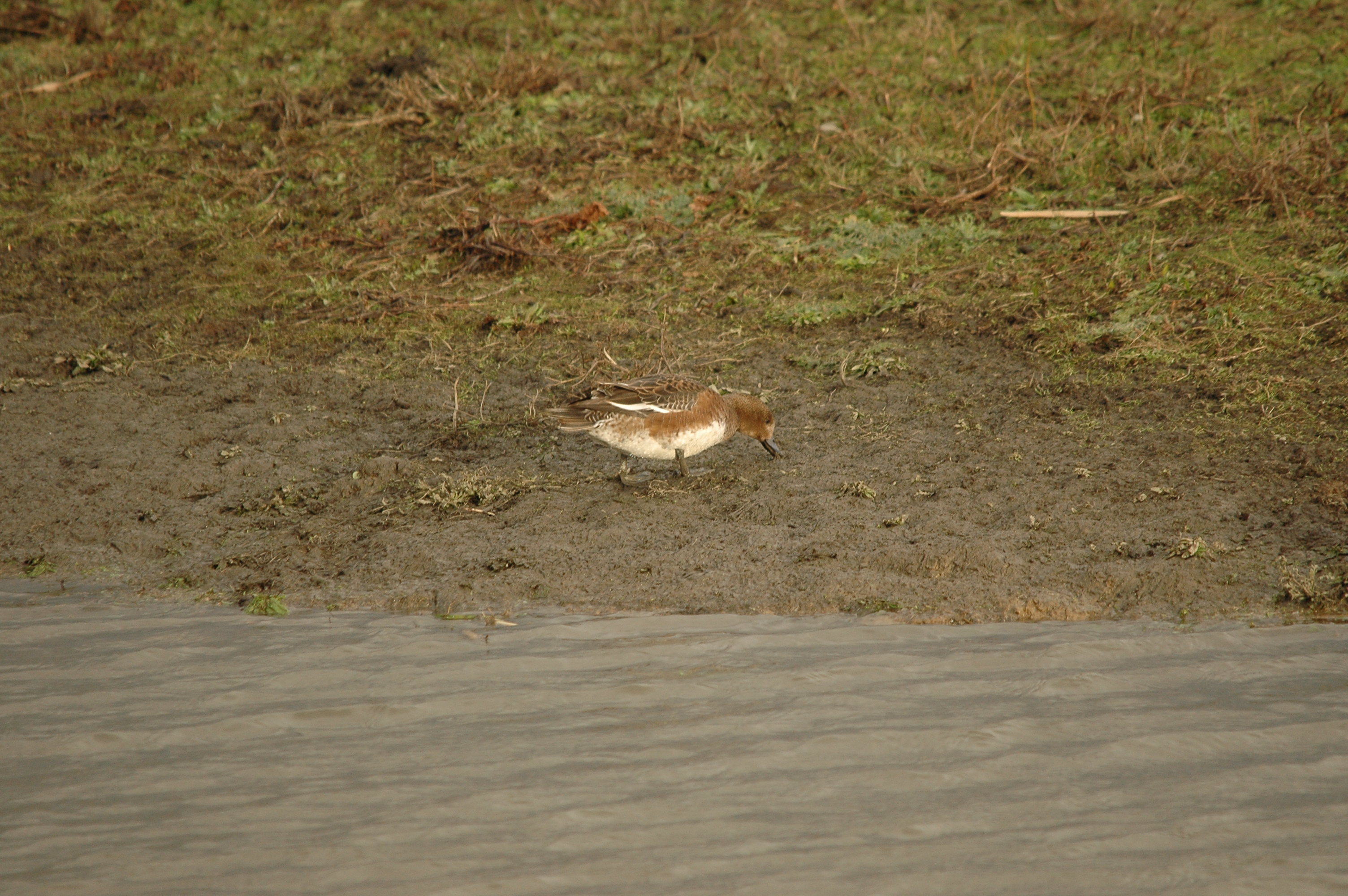 photos/wildlife/Bird_Species/029-Swans-Geese-Typical_ducks/0504-Wigeon/DSC_4726.JPG