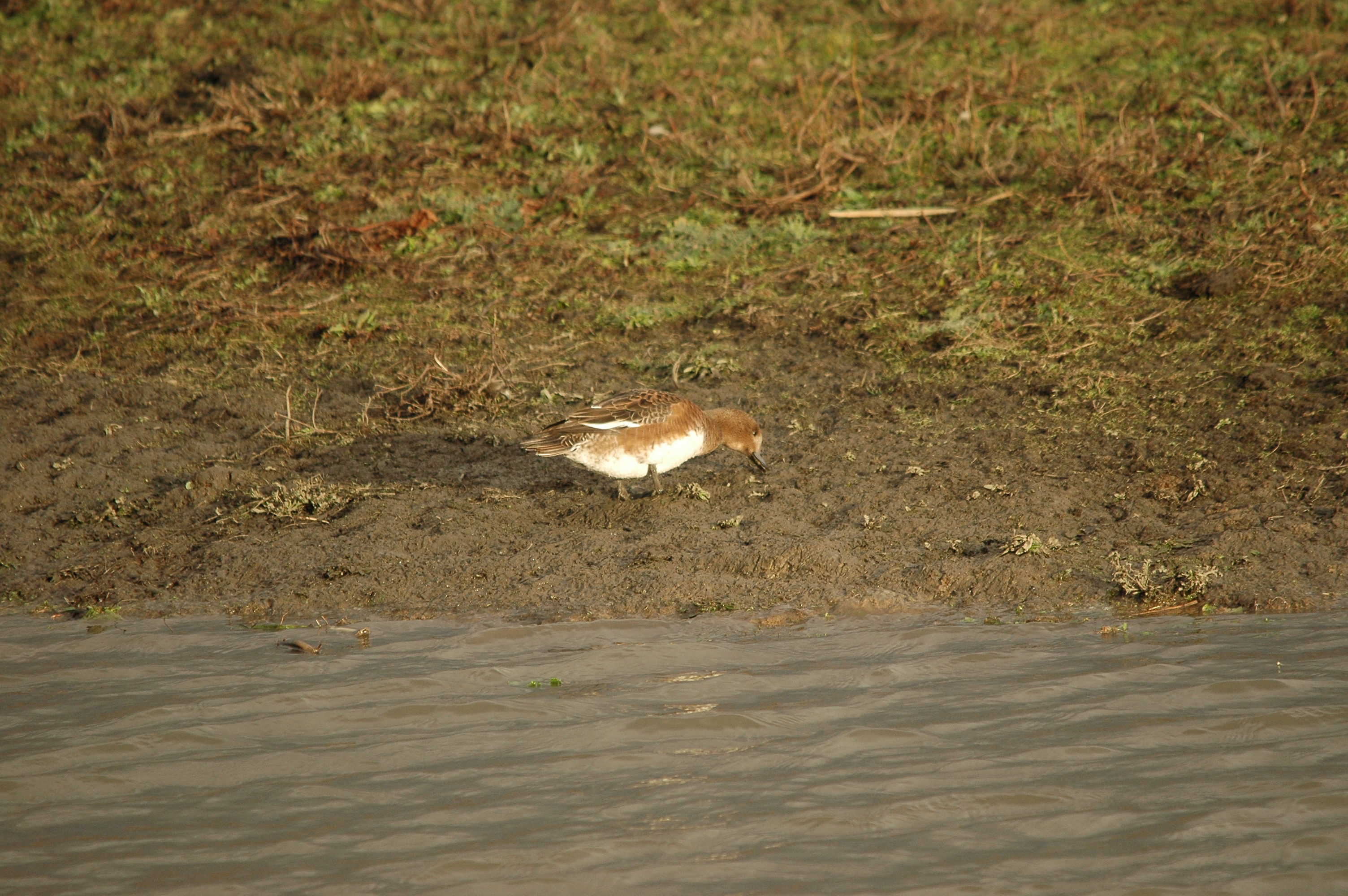 photos/wildlife/Bird_Species/029-Swans-Geese-Typical_ducks/0504-Wigeon/DSC_4728.JPG