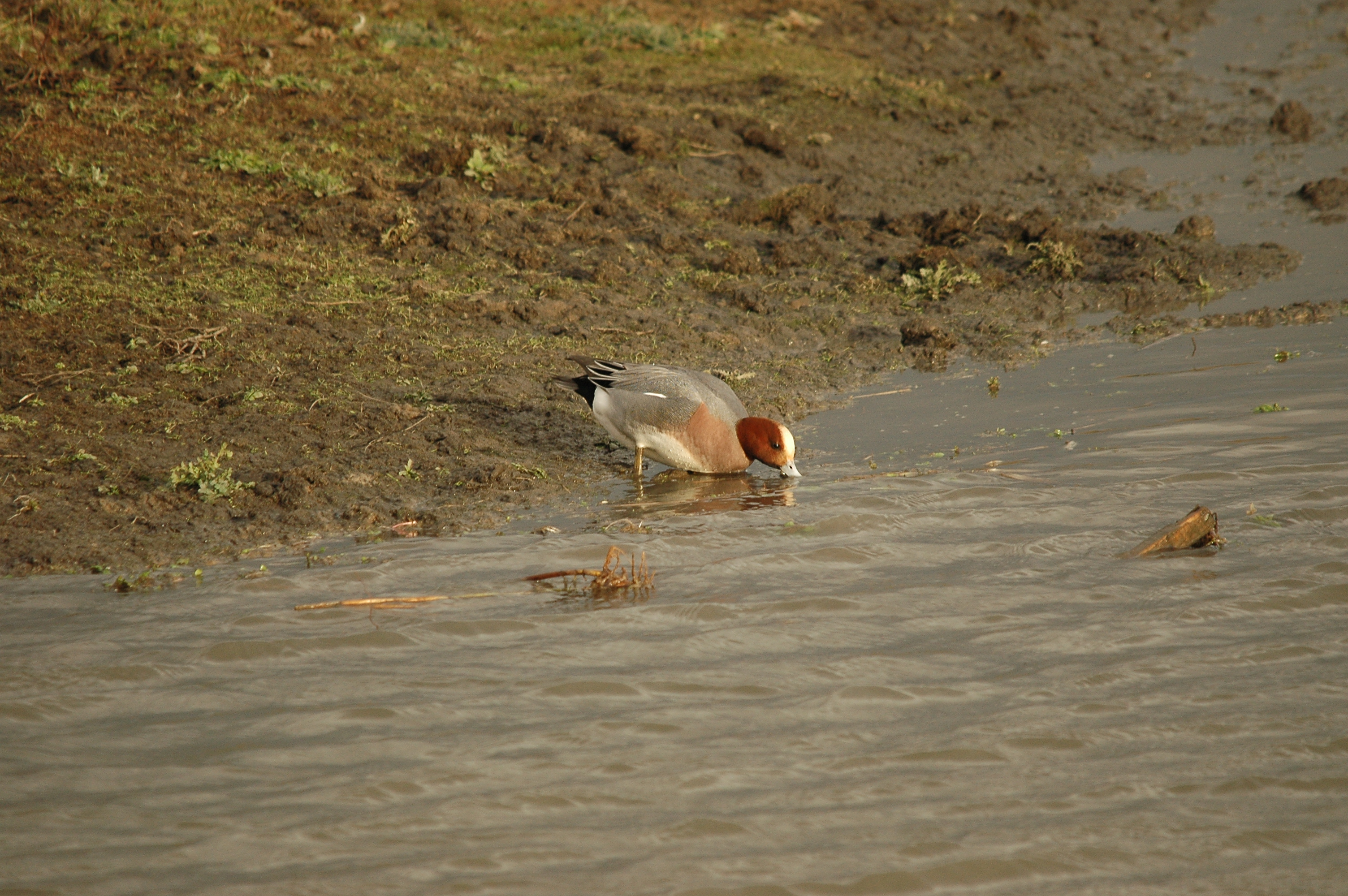 photos/wildlife/Bird_Species/029-Swans-Geese-Typical_ducks/0504-Wigeon/DSC_4730.JPG