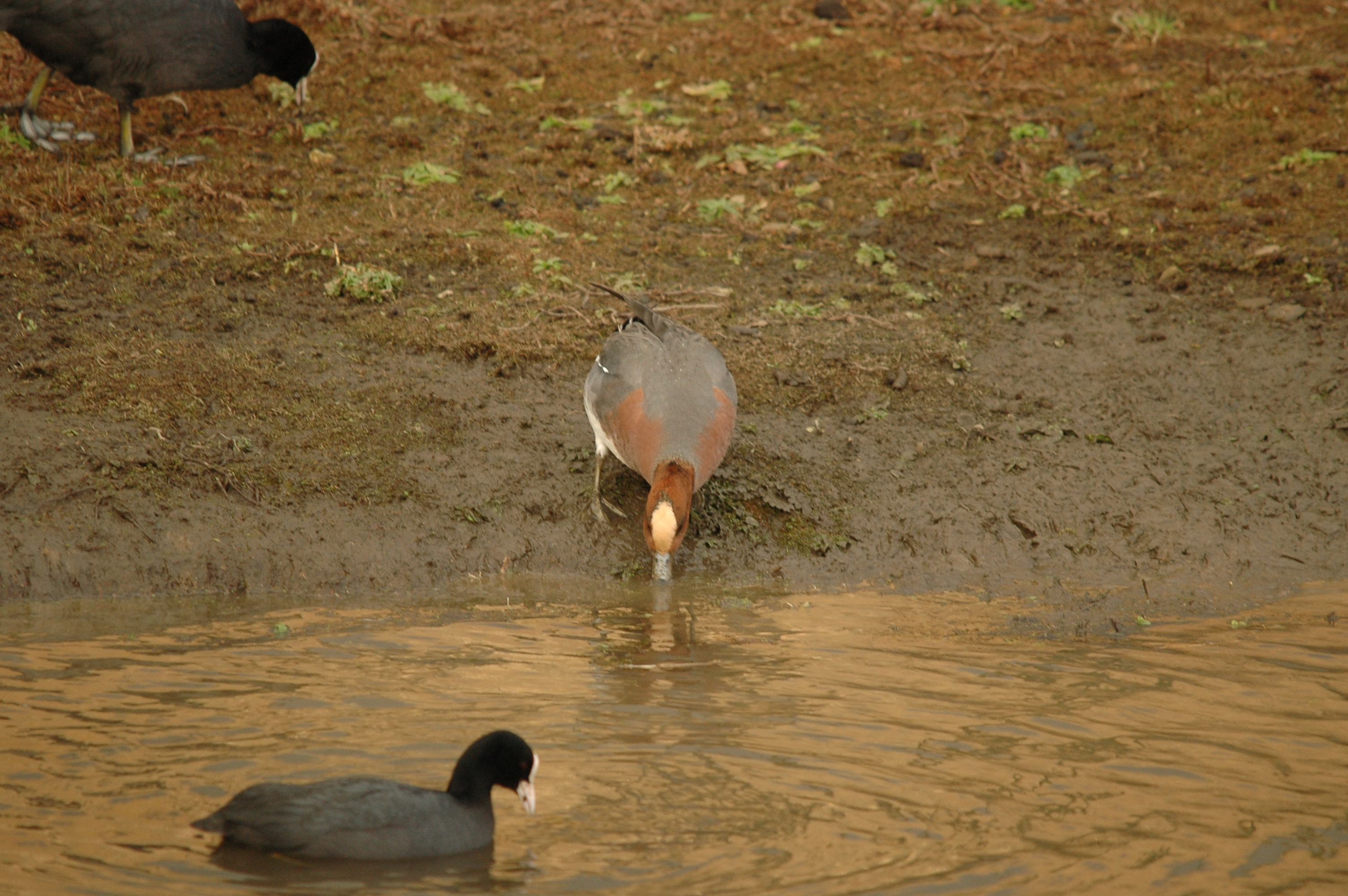 photos/wildlife/Bird_Species/029-Swans-Geese-Typical_ducks/0504-Wigeon/DSC_4731.JPG