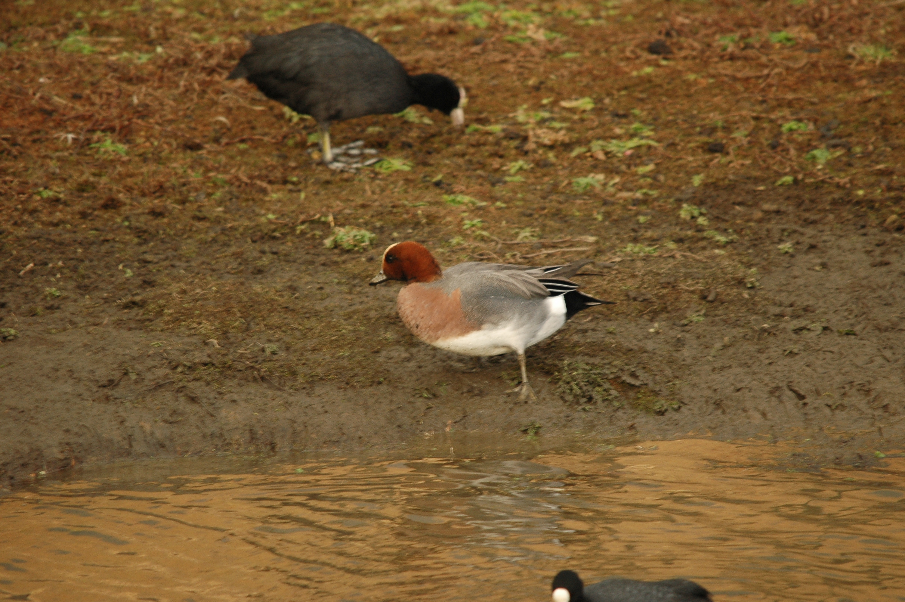 photos/wildlife/Bird_Species/029-Swans-Geese-Typical_ducks/0504-Wigeon/DSC_4733.JPG