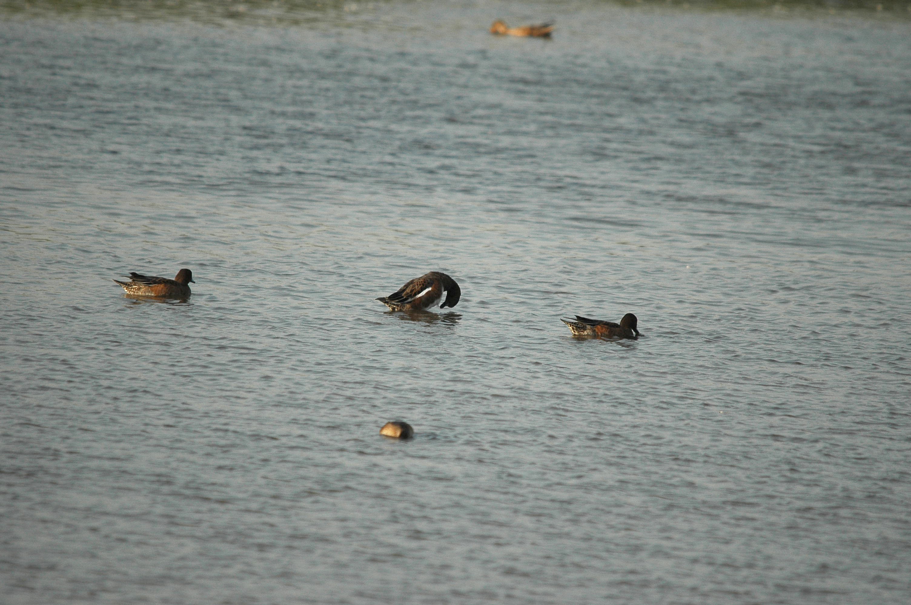 photos/wildlife/Bird_Species/029-Swans-Geese-Typical_ducks/0504-Wigeon/dsc_3423.jpg