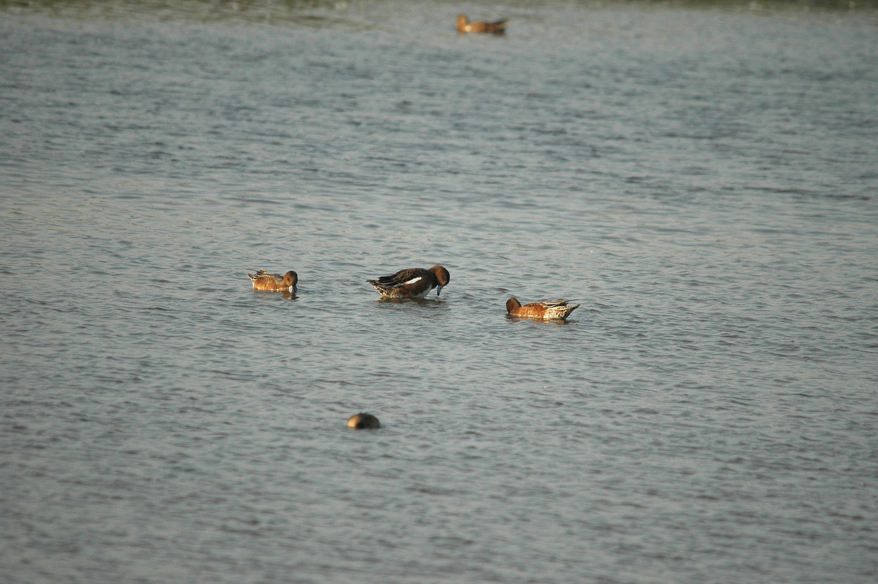 photos/wildlife/Bird_Species/029-Swans-Geese-Typical_ducks/0504-Wigeon/dsc_3424.jpg