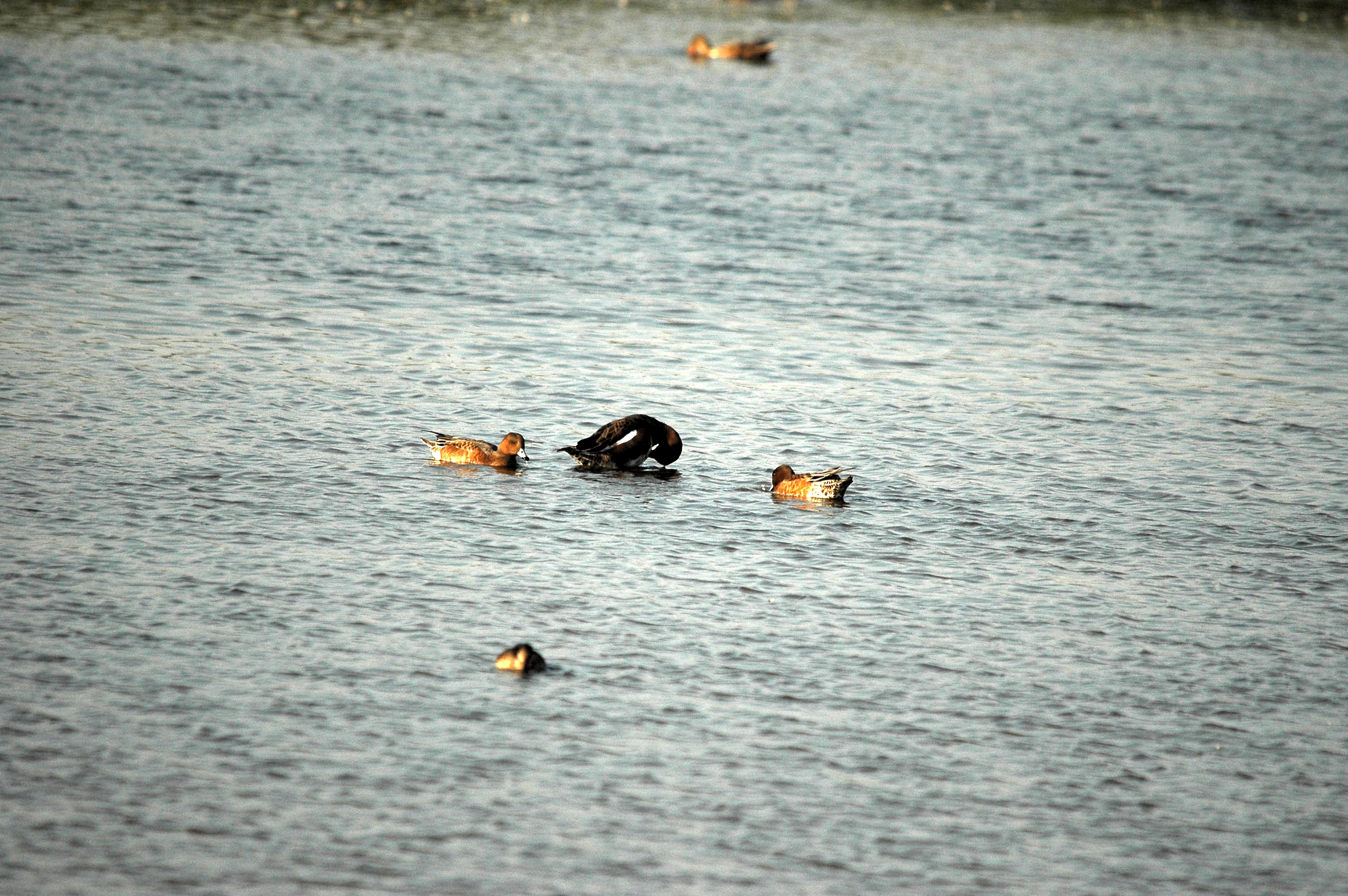 photos/wildlife/Bird_Species/029-Swans-Geese-Typical_ducks/0504-Wigeon/dsc_3425.jpg