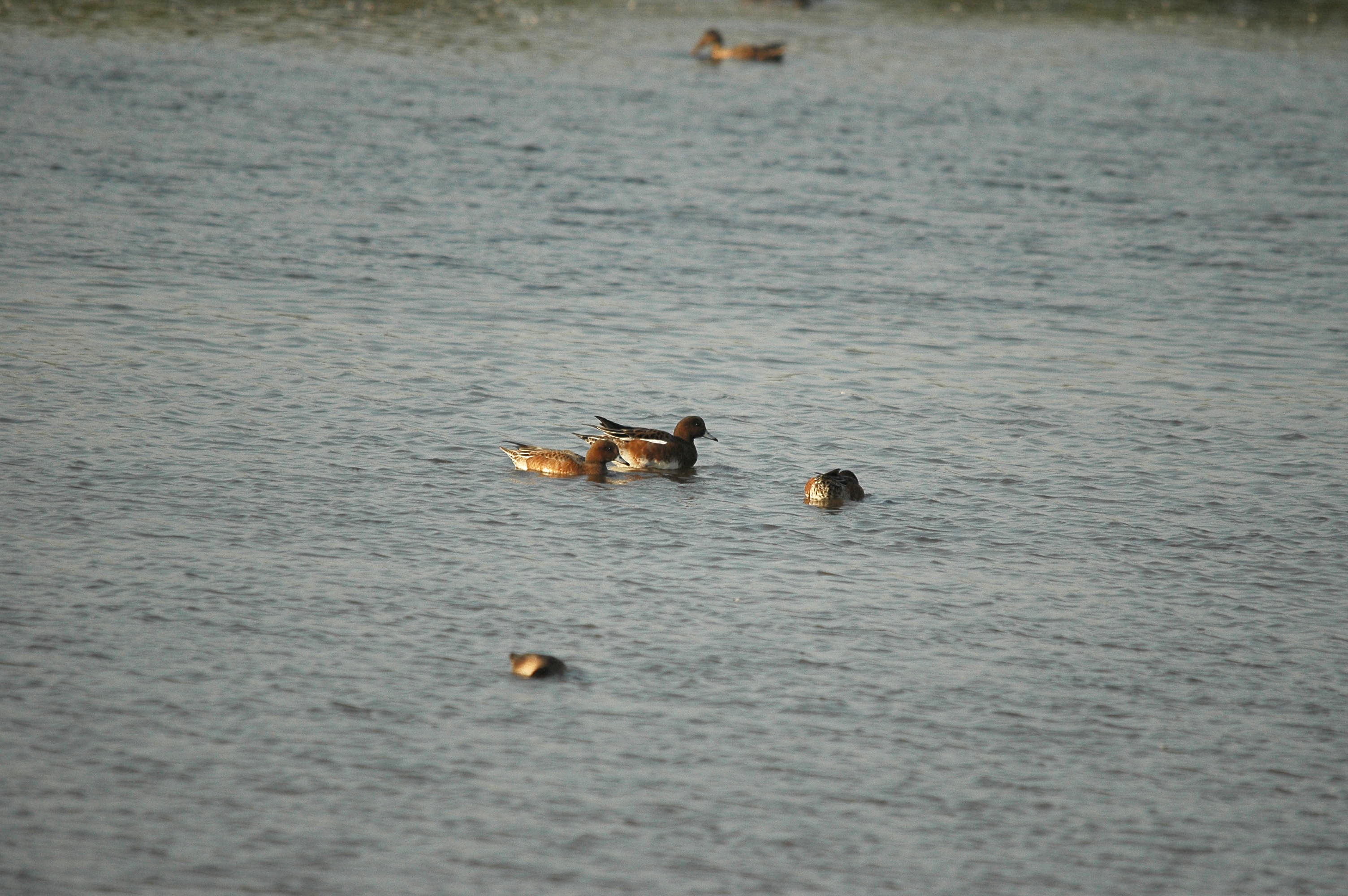 photos/wildlife/Bird_Species/029-Swans-Geese-Typical_ducks/0504-Wigeon/dsc_3426.jpg