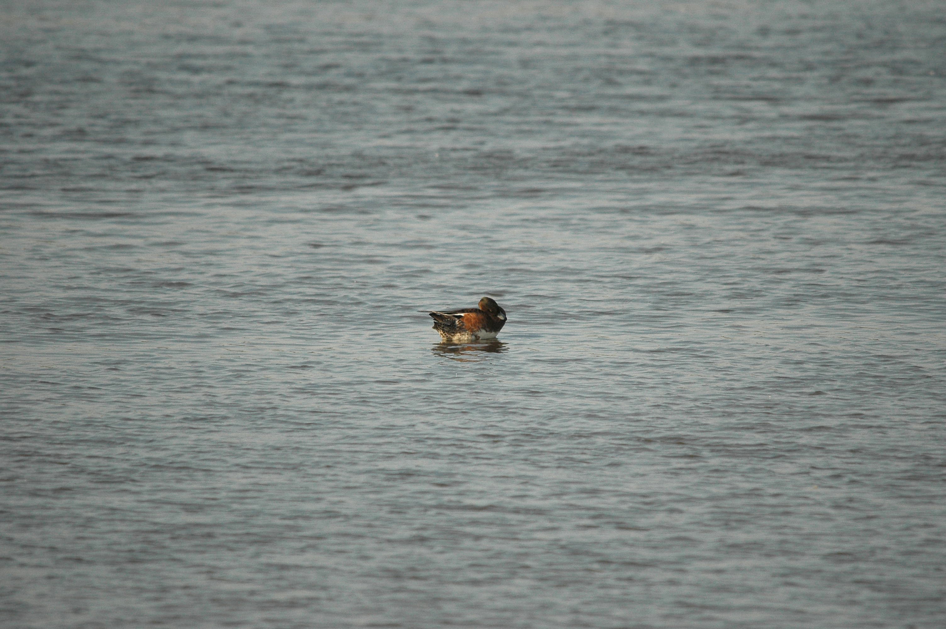 photos/wildlife/Bird_Species/029-Swans-Geese-Typical_ducks/0504-Wigeon/dsc_3428.jpg
