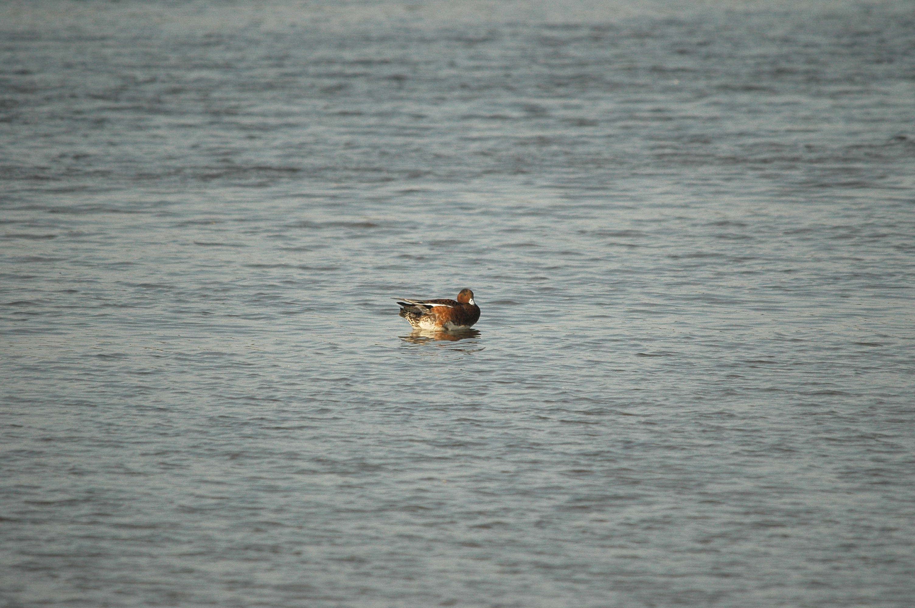 photos/wildlife/Bird_Species/029-Swans-Geese-Typical_ducks/0504-Wigeon/dsc_3429.jpg