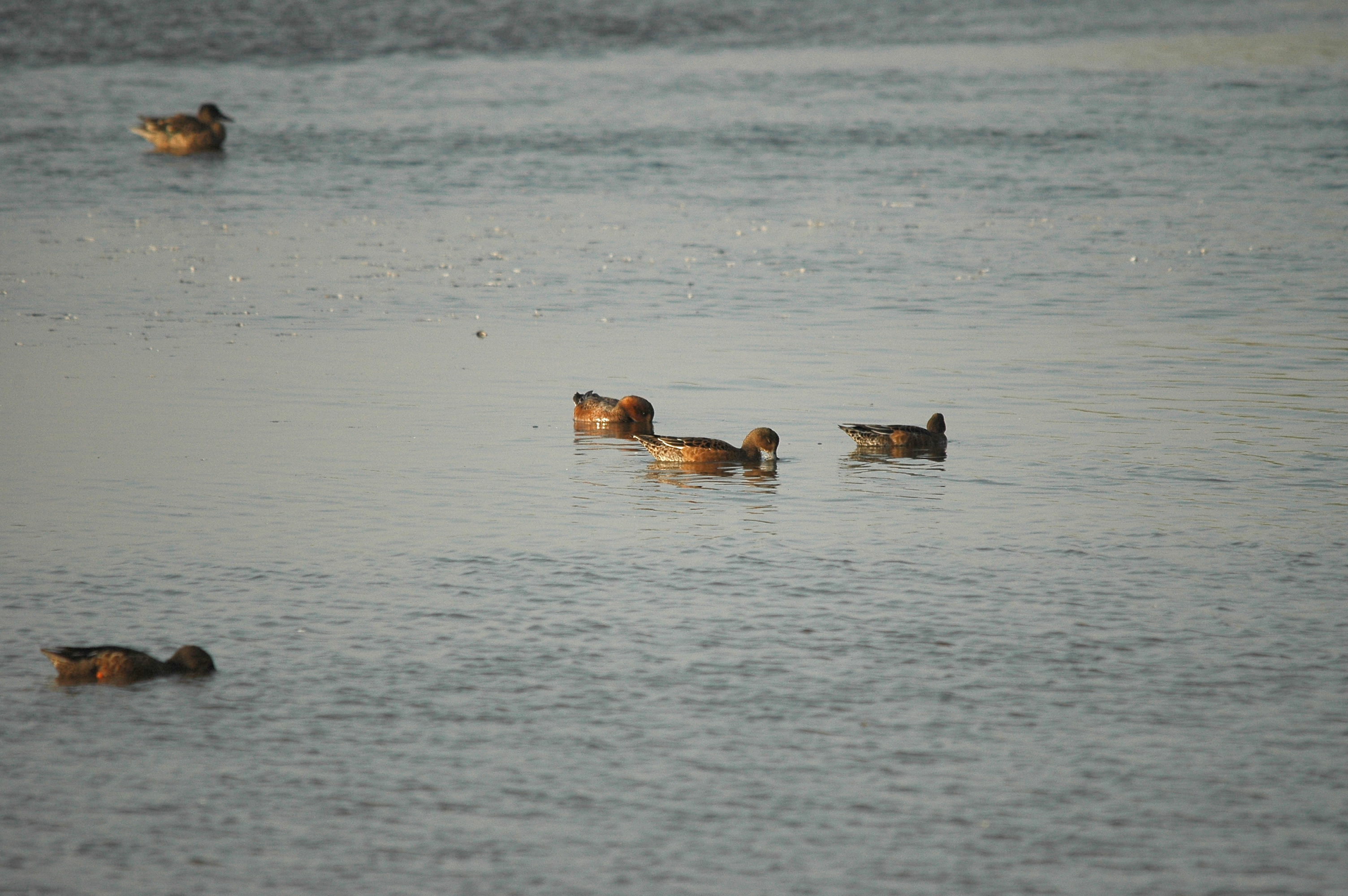 photos/wildlife/Bird_Species/029-Swans-Geese-Typical_ducks/0504-Wigeon/dsc_3430.jpg