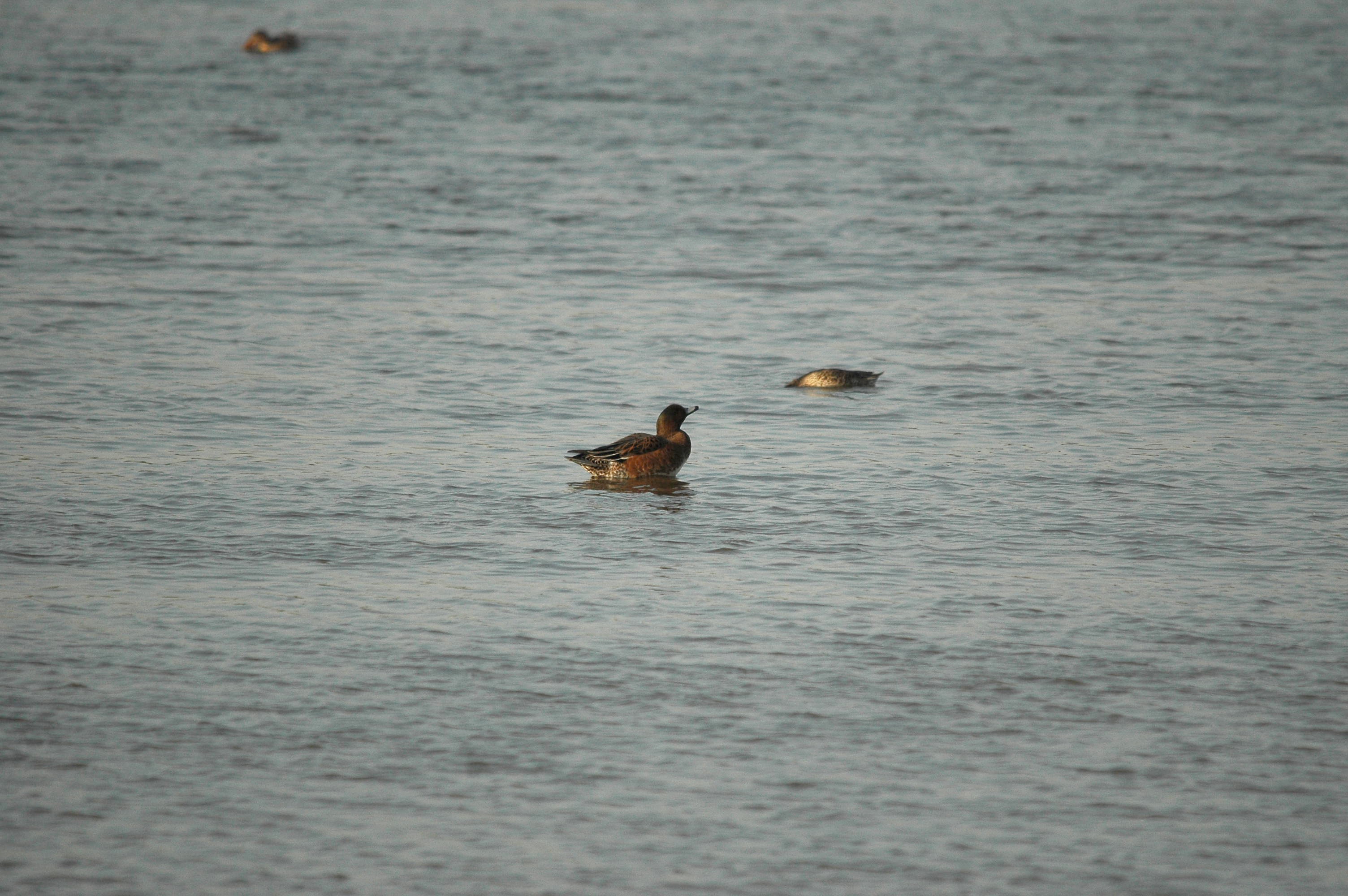 photos/wildlife/Bird_Species/029-Swans-Geese-Typical_ducks/0504-Wigeon/dsc_3431.jpg