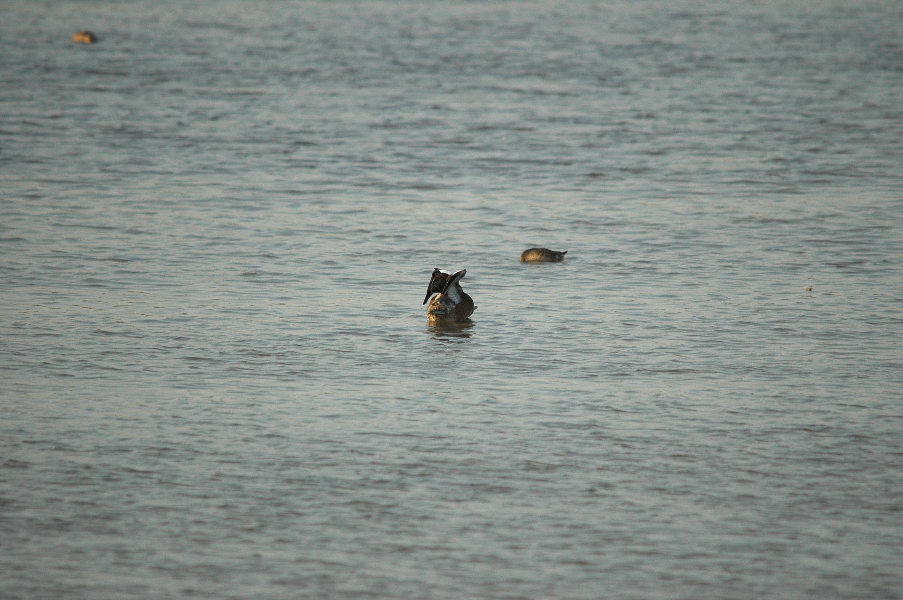 photos/wildlife/Bird_Species/029-Swans-Geese-Typical_ducks/0504-Wigeon/dsc_3432.jpg