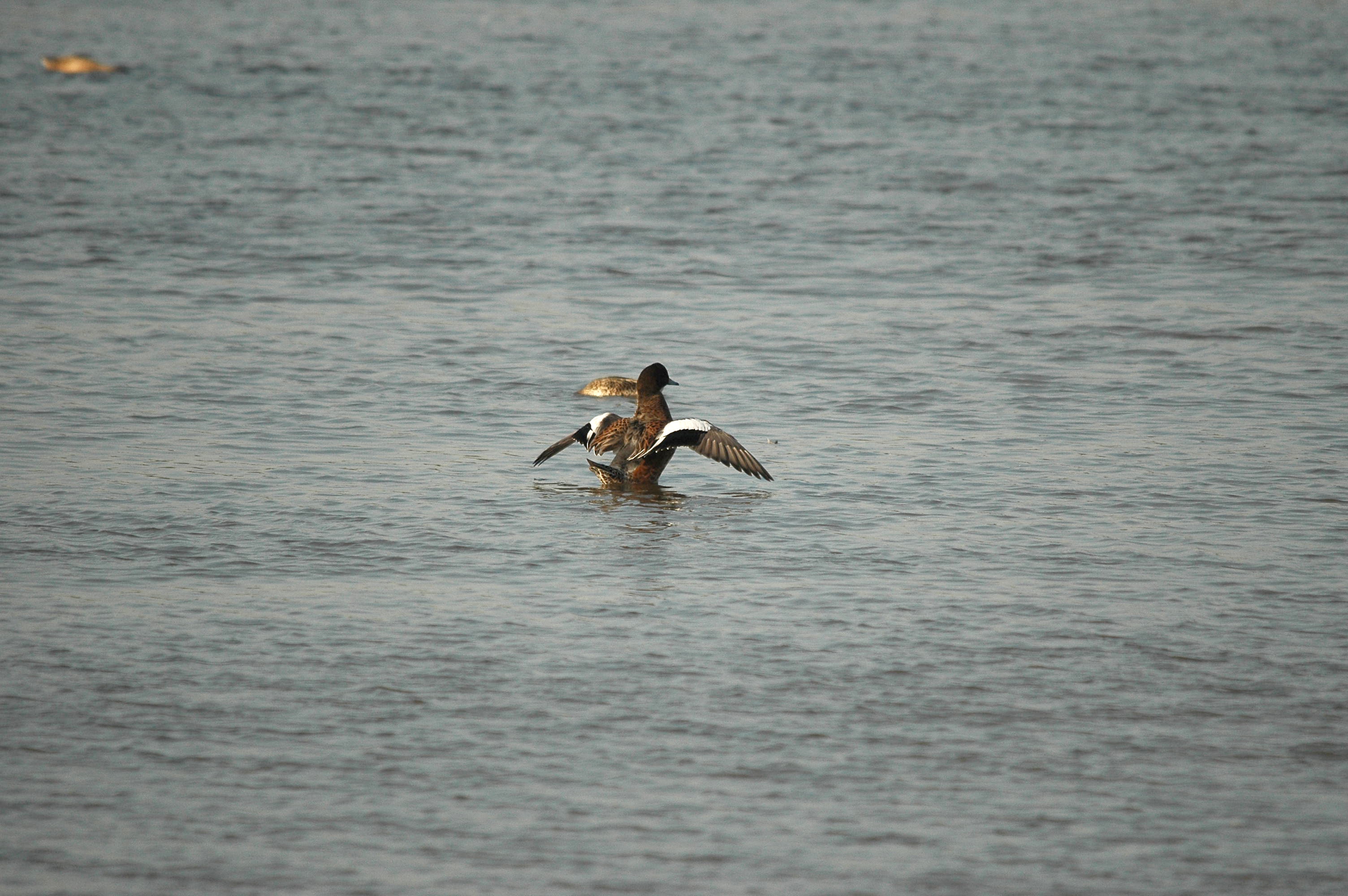 photos/wildlife/Bird_Species/029-Swans-Geese-Typical_ducks/0504-Wigeon/dsc_3433.jpg