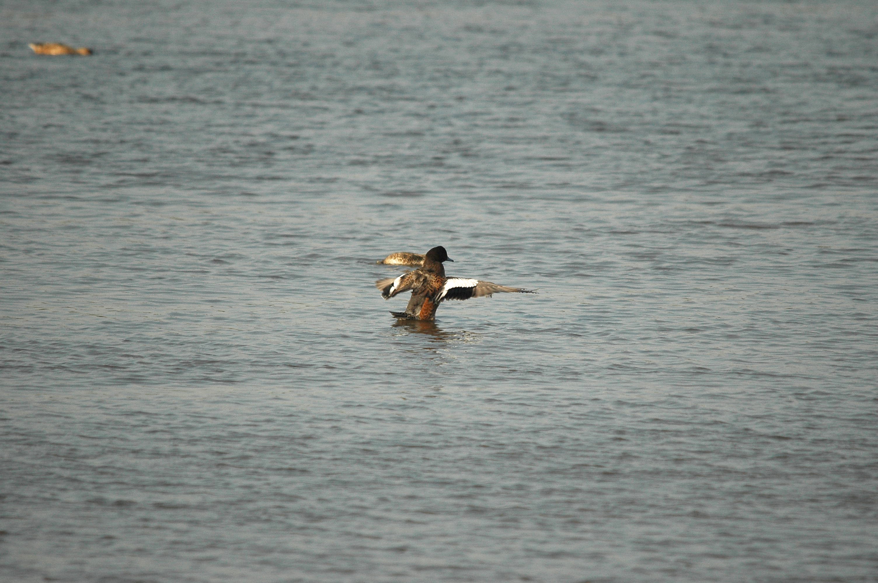 photos/wildlife/Bird_Species/029-Swans-Geese-Typical_ducks/0504-Wigeon/dsc_3434.jpg