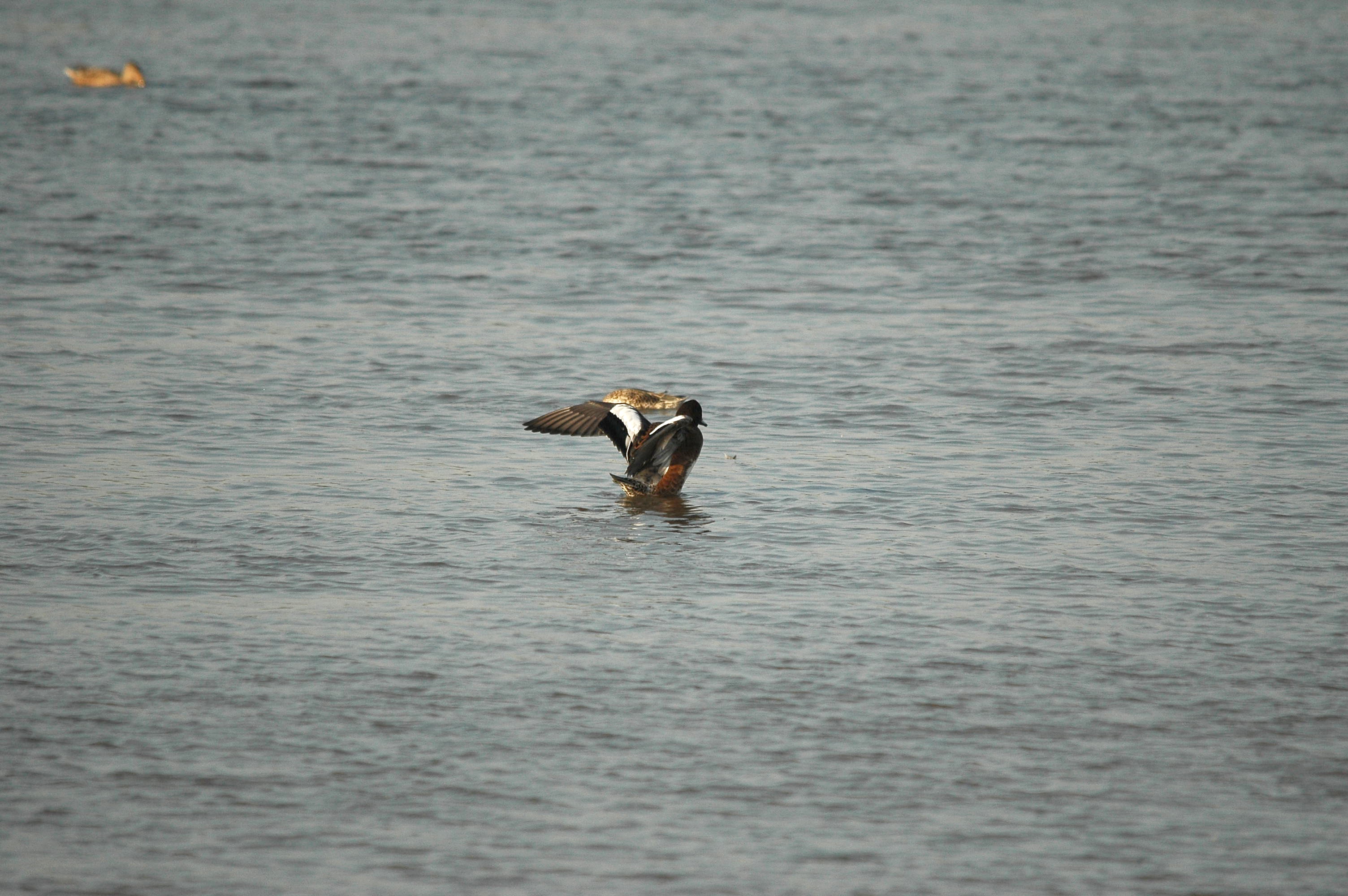 photos/wildlife/Bird_Species/029-Swans-Geese-Typical_ducks/0504-Wigeon/dsc_3435.jpg