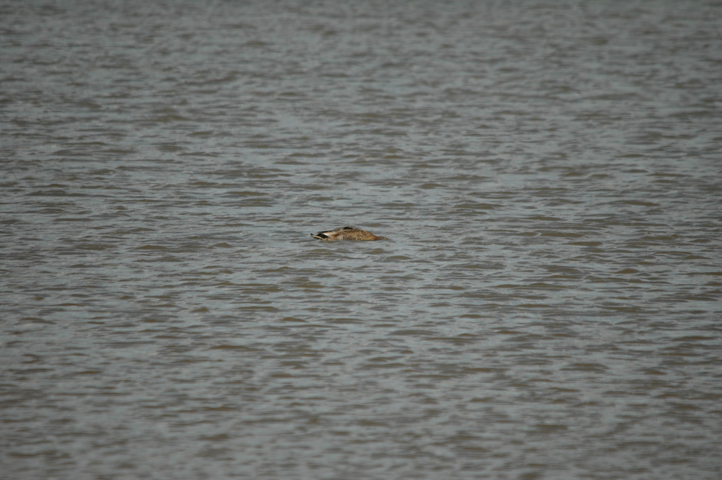 photos/wildlife/Bird_Species/029-Swans-Geese-Typical_ducks/0508-Gadwall/DSC_6788.JPG