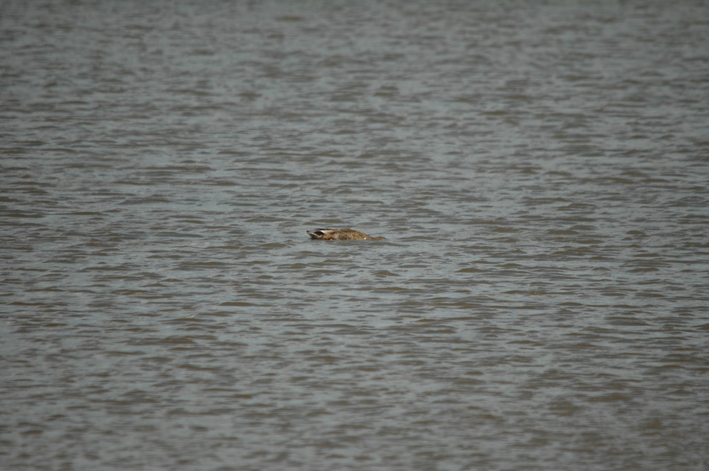 photos/wildlife/Bird_Species/029-Swans-Geese-Typical_ducks/0508-Gadwall/DSC_6790.JPG