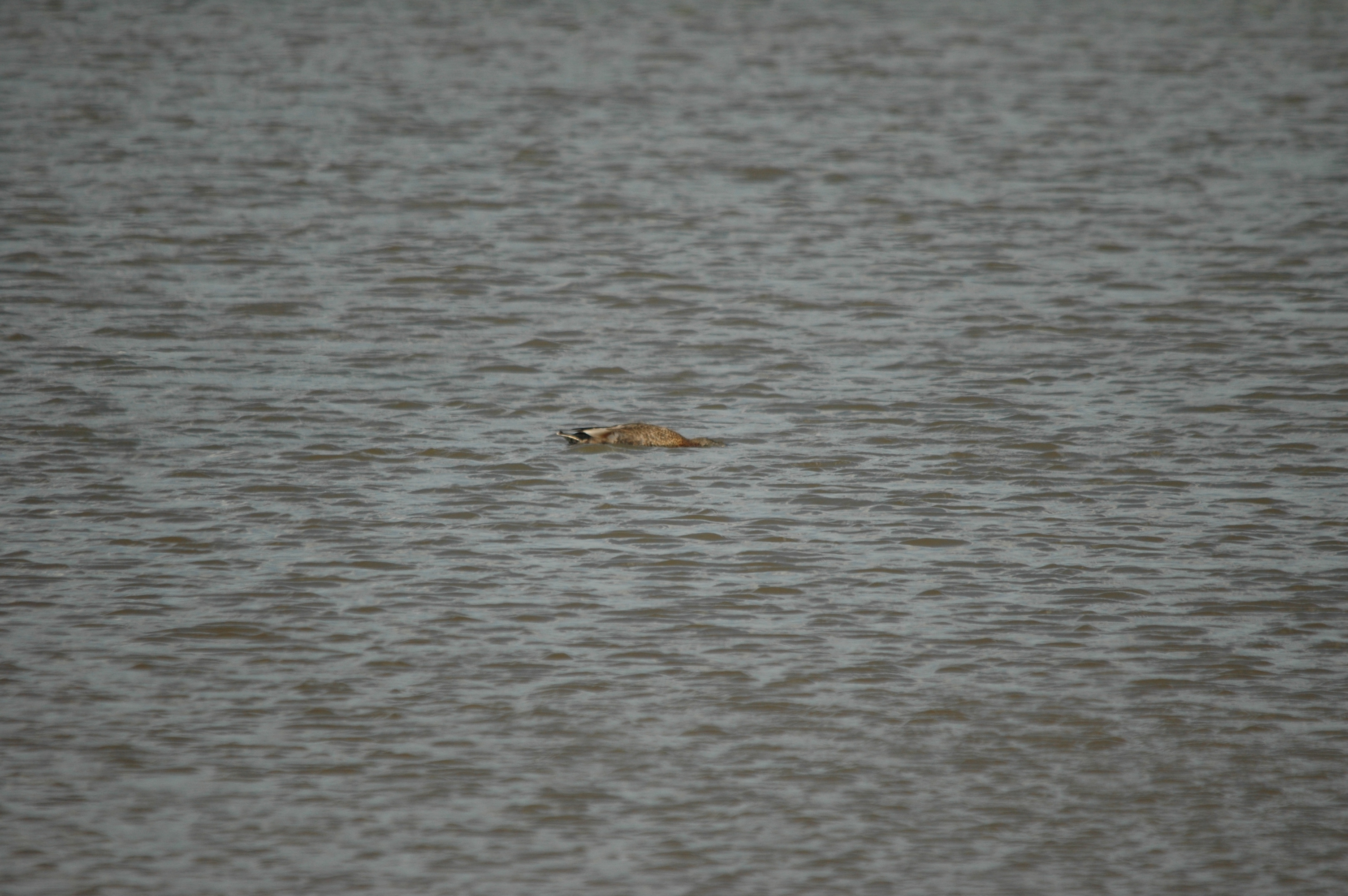 photos/wildlife/Bird_Species/029-Swans-Geese-Typical_ducks/0508-Gadwall/DSC_6791.JPG