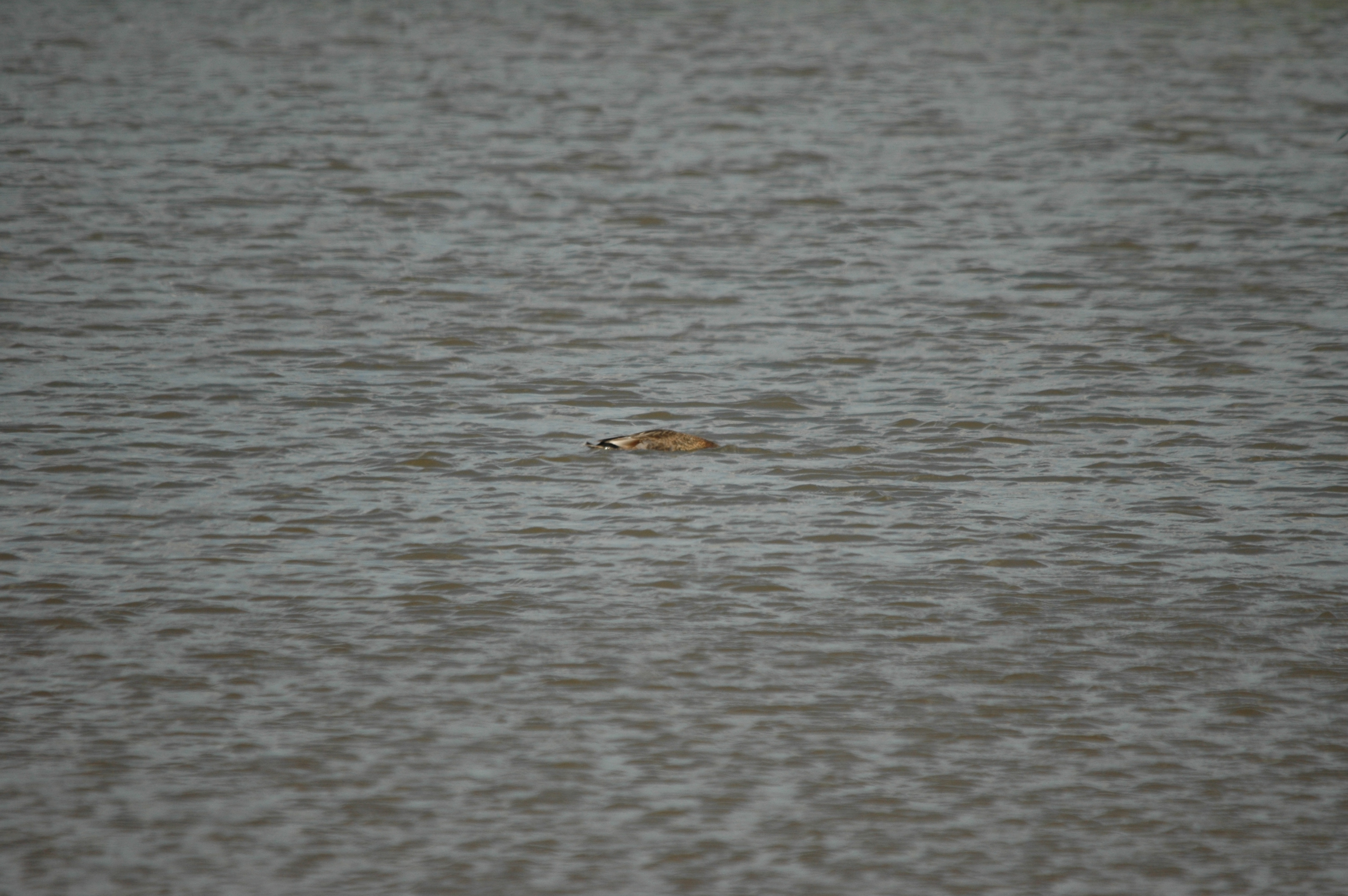photos/wildlife/Bird_Species/029-Swans-Geese-Typical_ducks/0508-Gadwall/DSC_6793.JPG