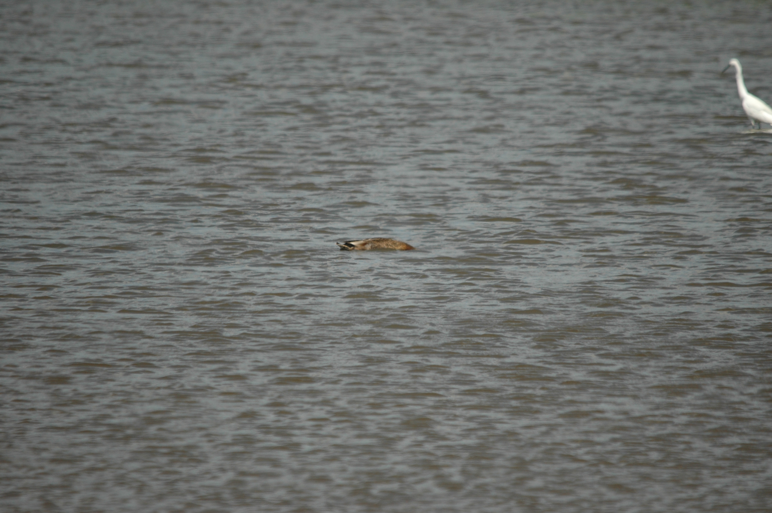 photos/wildlife/Bird_Species/029-Swans-Geese-Typical_ducks/0508-Gadwall/DSC_6794.JPG