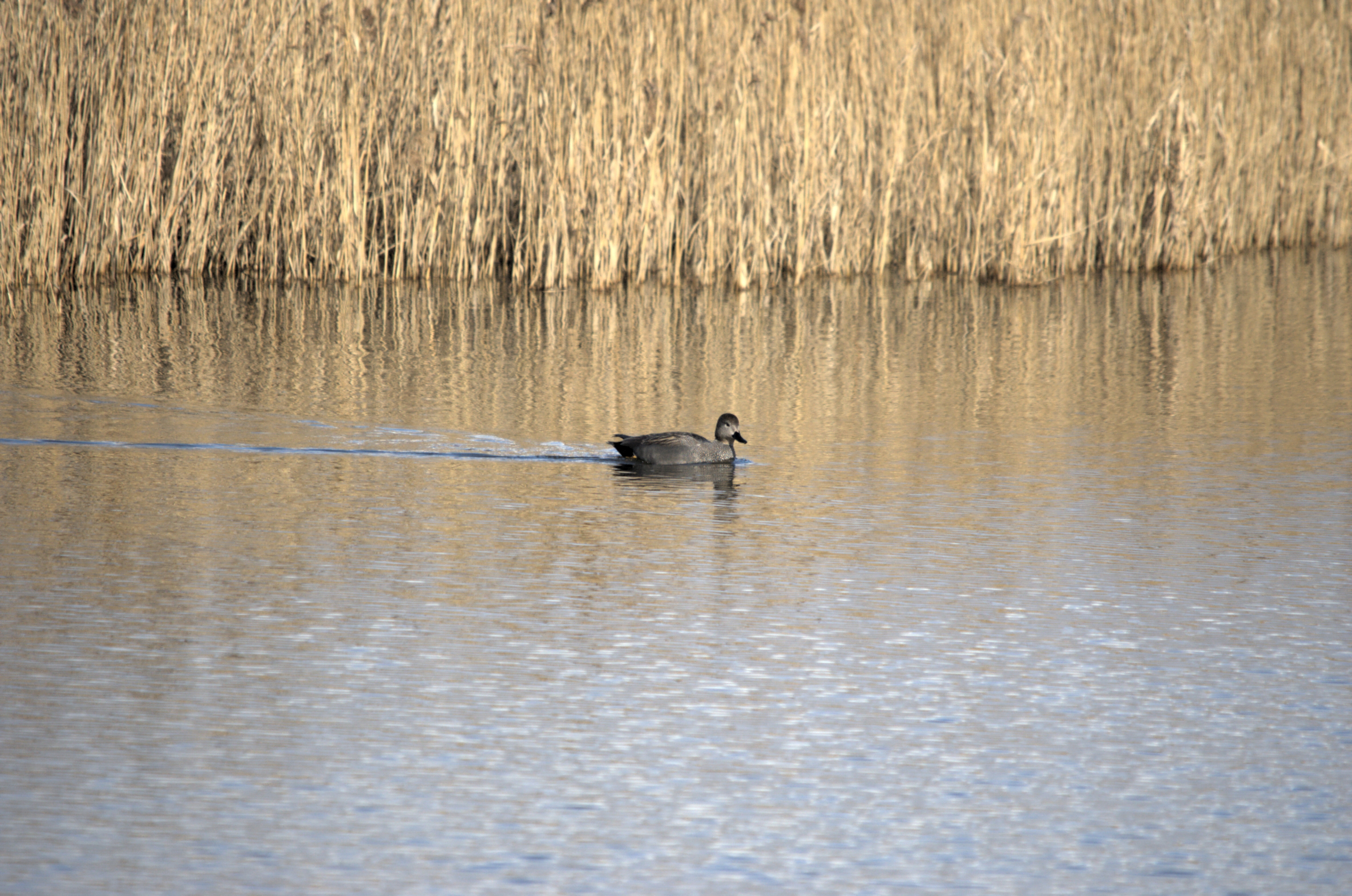 photos/wildlife/Bird_Species/029-Swans-Geese-Typical_ducks/0508-Gadwall/dsc_1994.jpeg