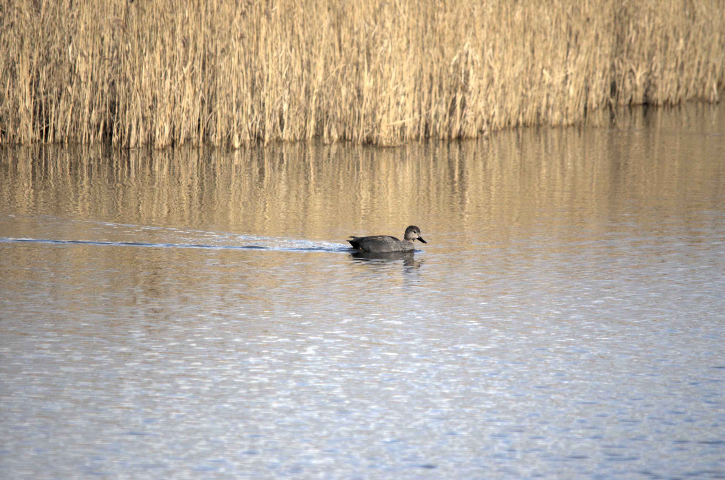 photos/wildlife/Bird_Species/029-Swans-Geese-Typical_ducks/0508-Gadwall/dsc_1995.jpeg