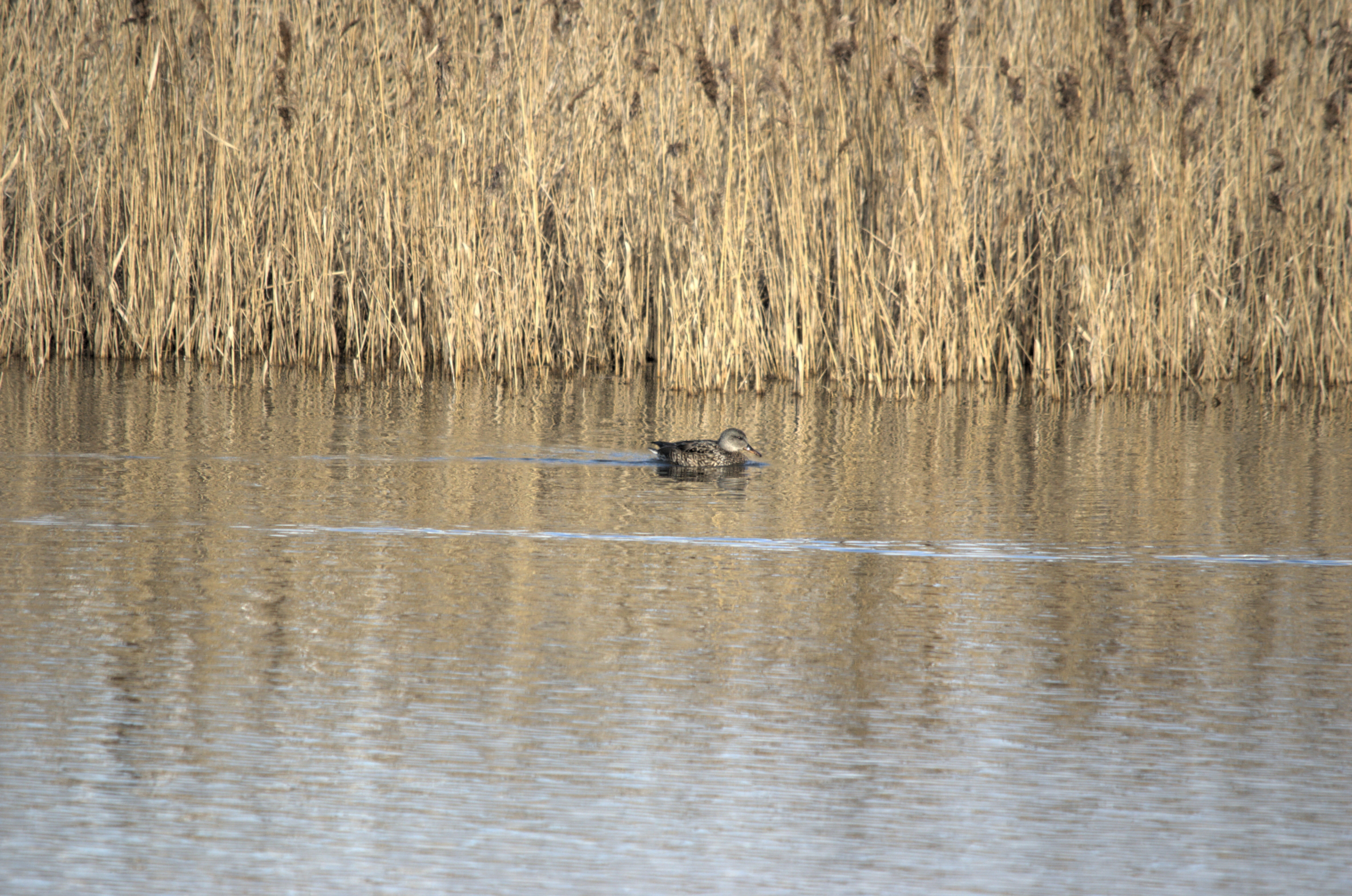 photos/wildlife/Bird_Species/029-Swans-Geese-Typical_ducks/0508-Gadwall/dsc_1996.jpeg