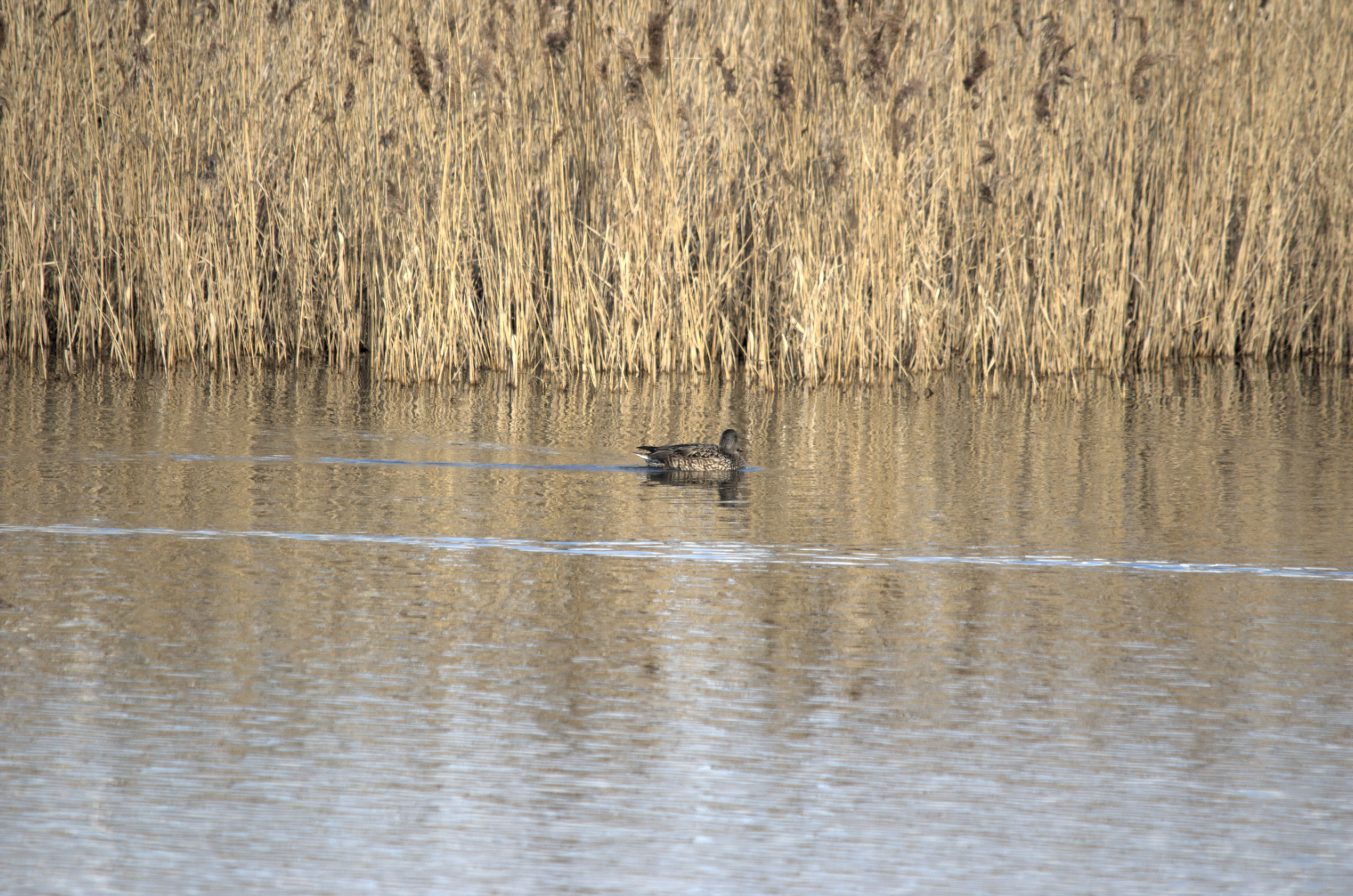 photos/wildlife/Bird_Species/029-Swans-Geese-Typical_ducks/0508-Gadwall/dsc_1997.jpeg
