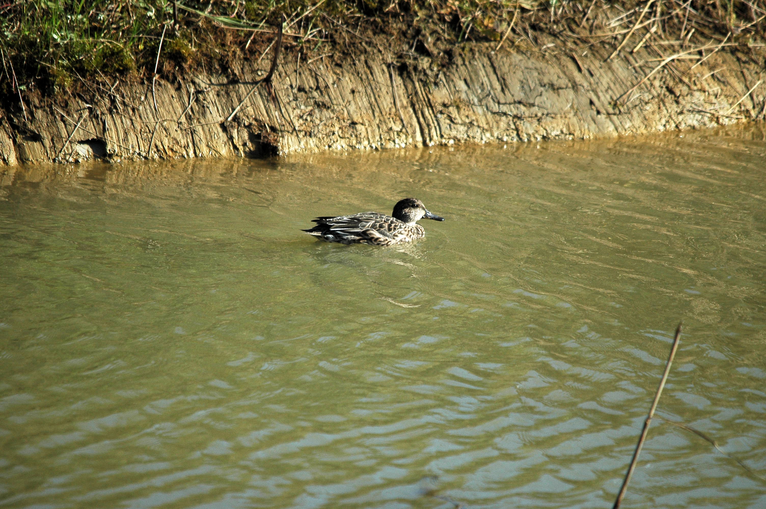 photos/wildlife/Bird_Species/029-Swans-Geese-Typical_ducks/0510-Common_Teal/DSC_3566.JPG