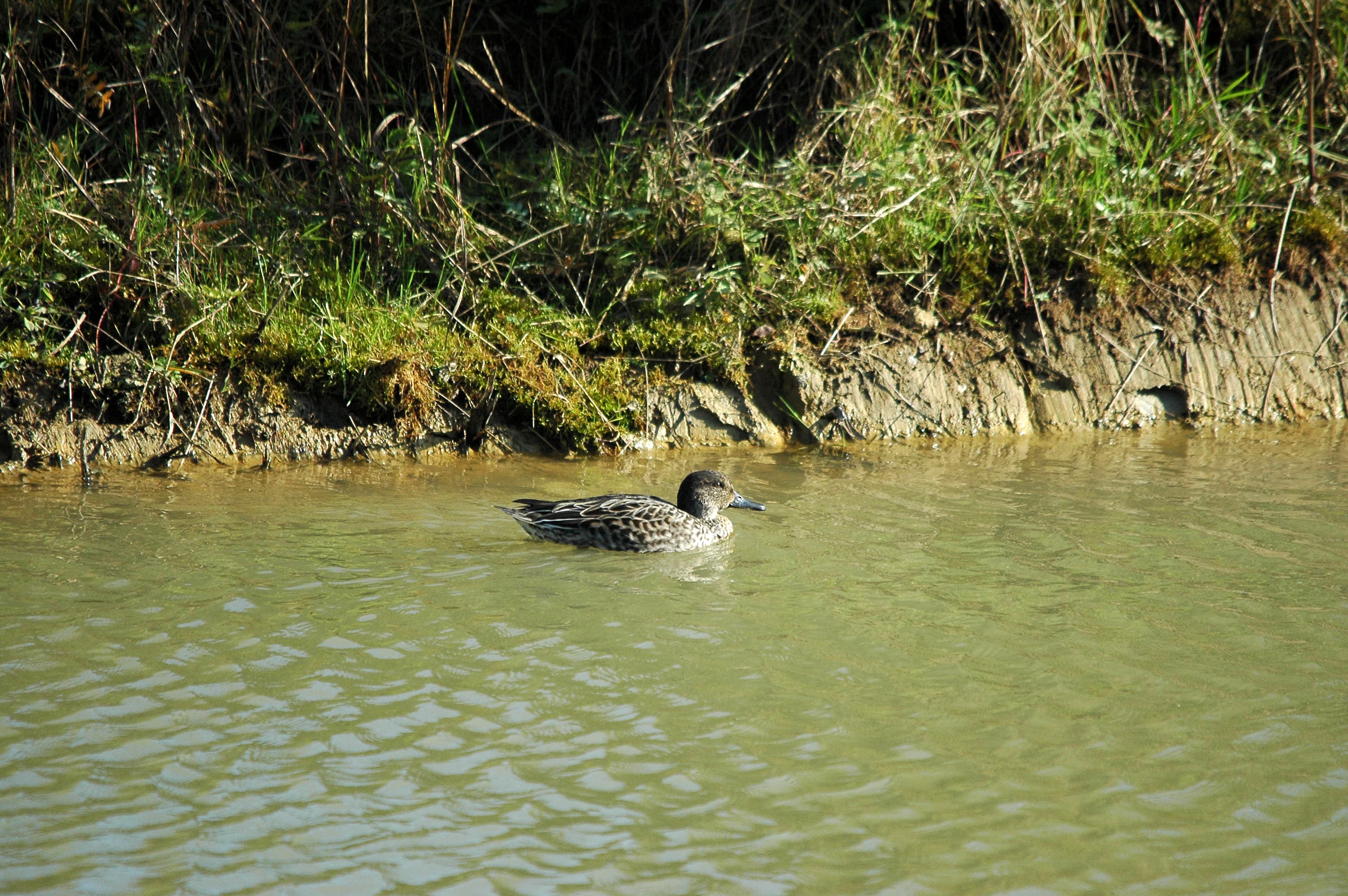 photos/wildlife/Bird_Species/029-Swans-Geese-Typical_ducks/0510-Common_Teal/DSC_3568.JPG