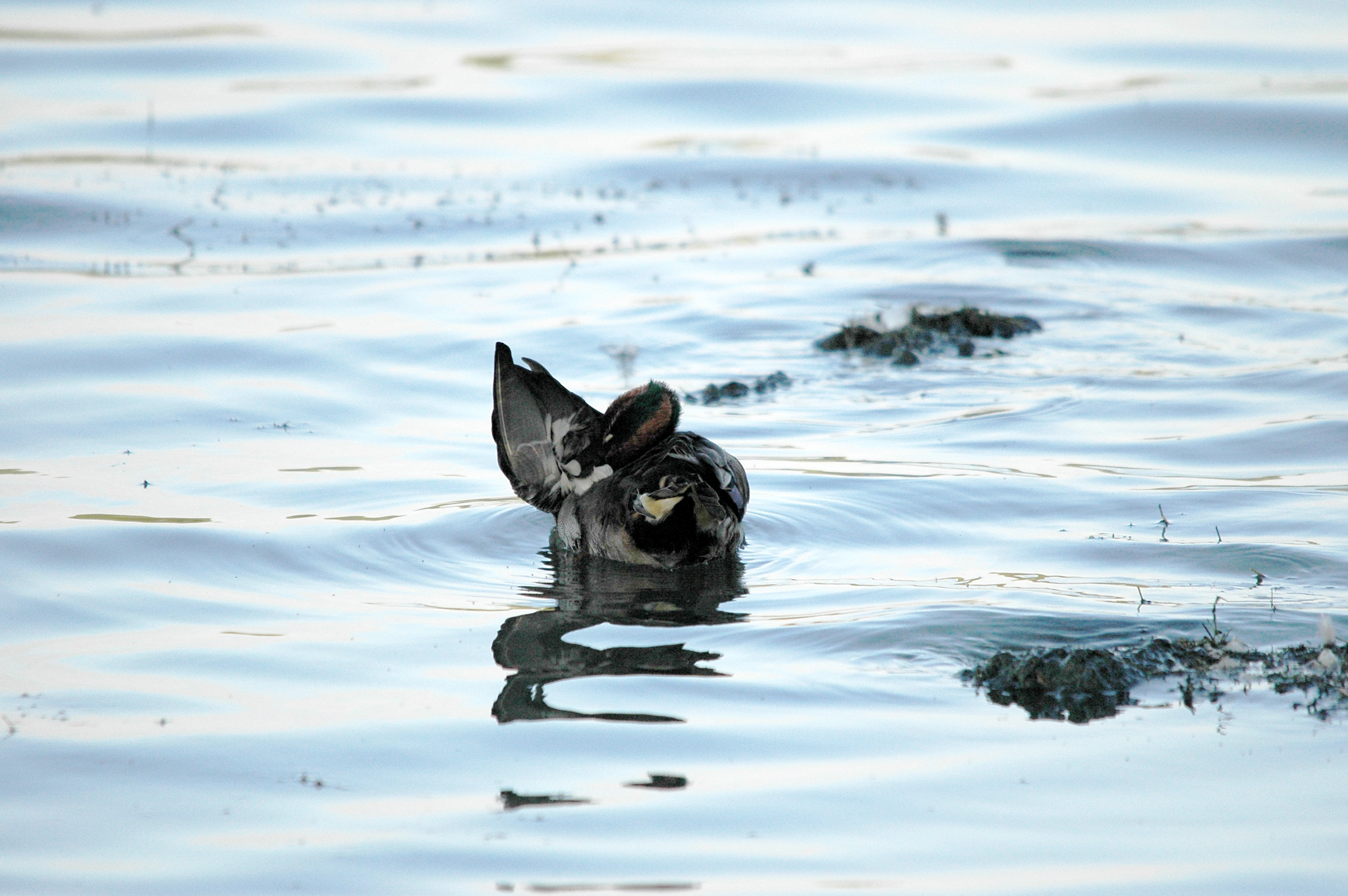 photos/wildlife/Bird_Species/029-Swans-Geese-Typical_ducks/0510-Common_Teal/DSC_3580.JPG