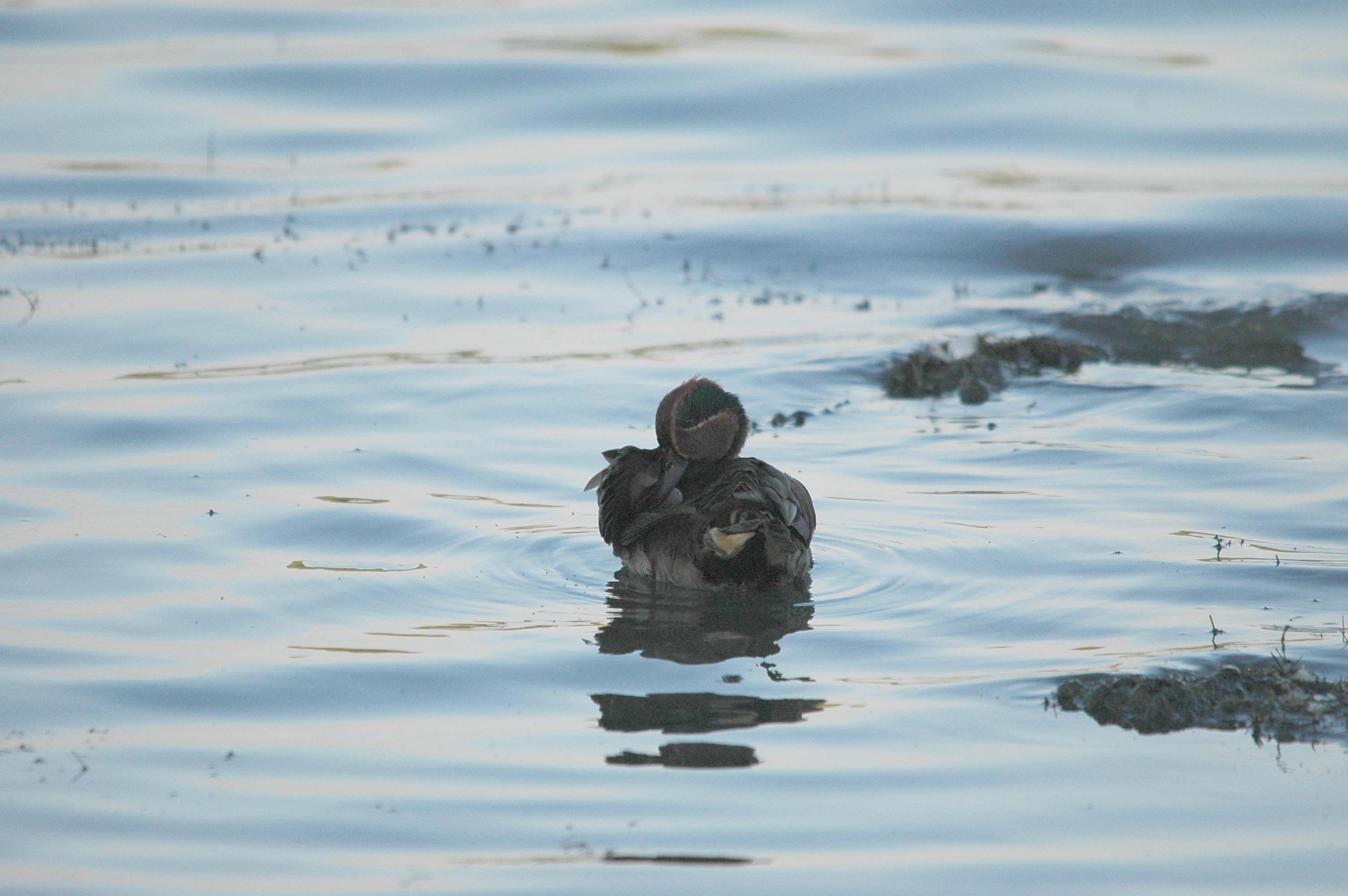 photos/wildlife/Bird_Species/029-Swans-Geese-Typical_ducks/0510-Common_Teal/DSC_3581.JPG