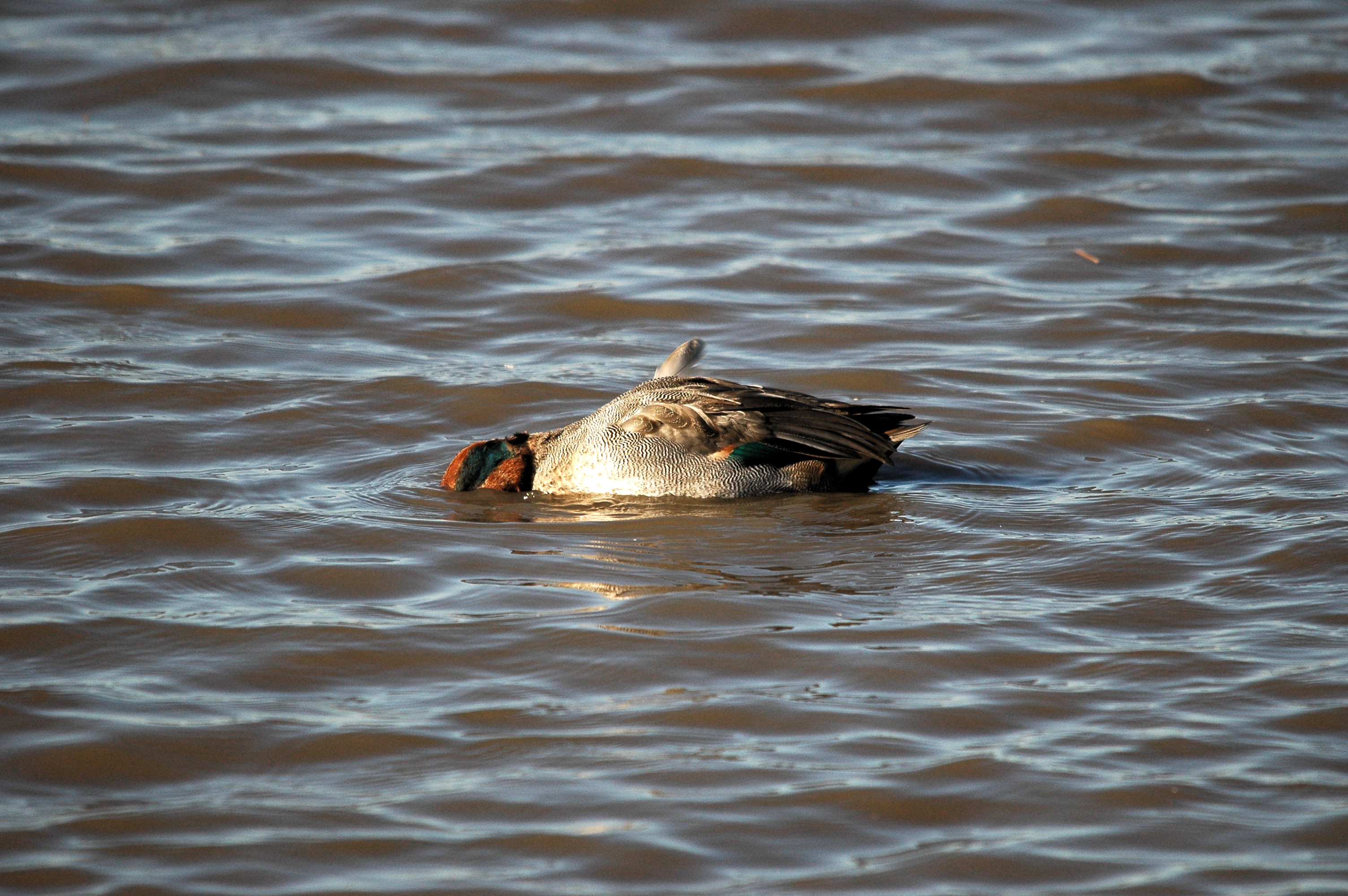 photos/wildlife/Bird_Species/029-Swans-Geese-Typical_ducks/0510-Common_Teal/DSC_3665.JPG