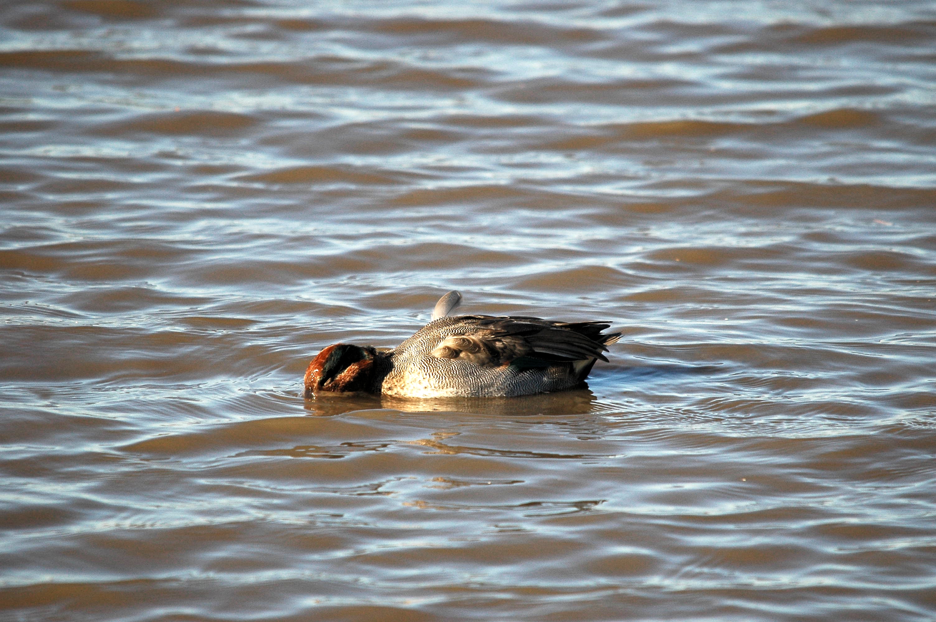 photos/wildlife/Bird_Species/029-Swans-Geese-Typical_ducks/0510-Common_Teal/DSC_3666.JPG