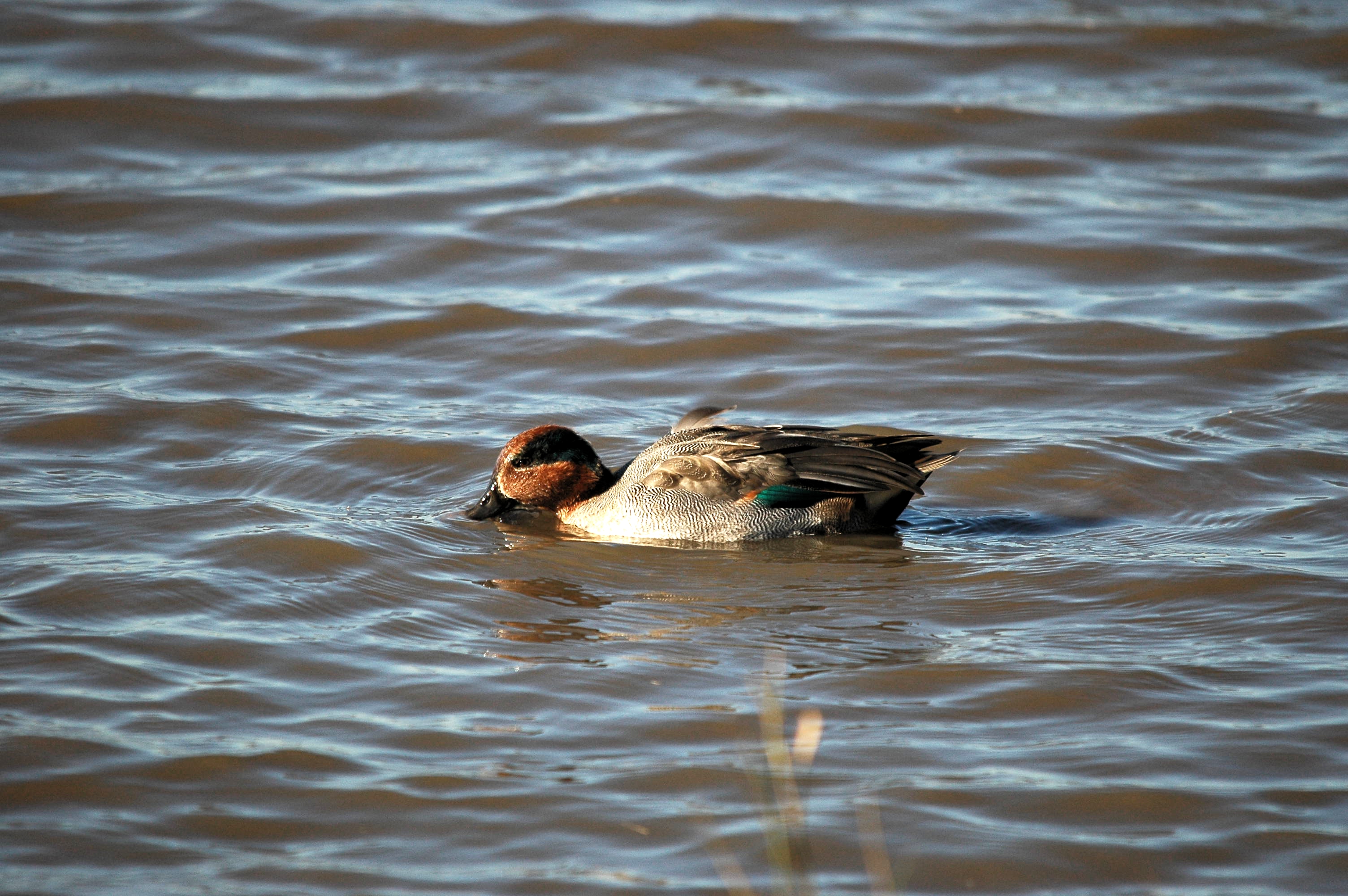 photos/wildlife/Bird_Species/029-Swans-Geese-Typical_ducks/0510-Common_Teal/DSC_3667.JPG