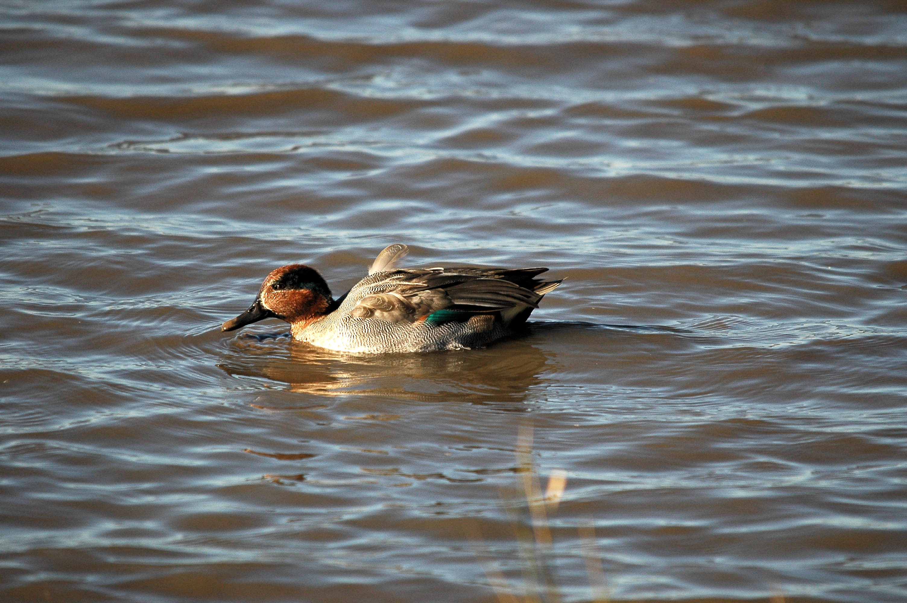 photos/wildlife/Bird_Species/029-Swans-Geese-Typical_ducks/0510-Common_Teal/DSC_3668.JPG