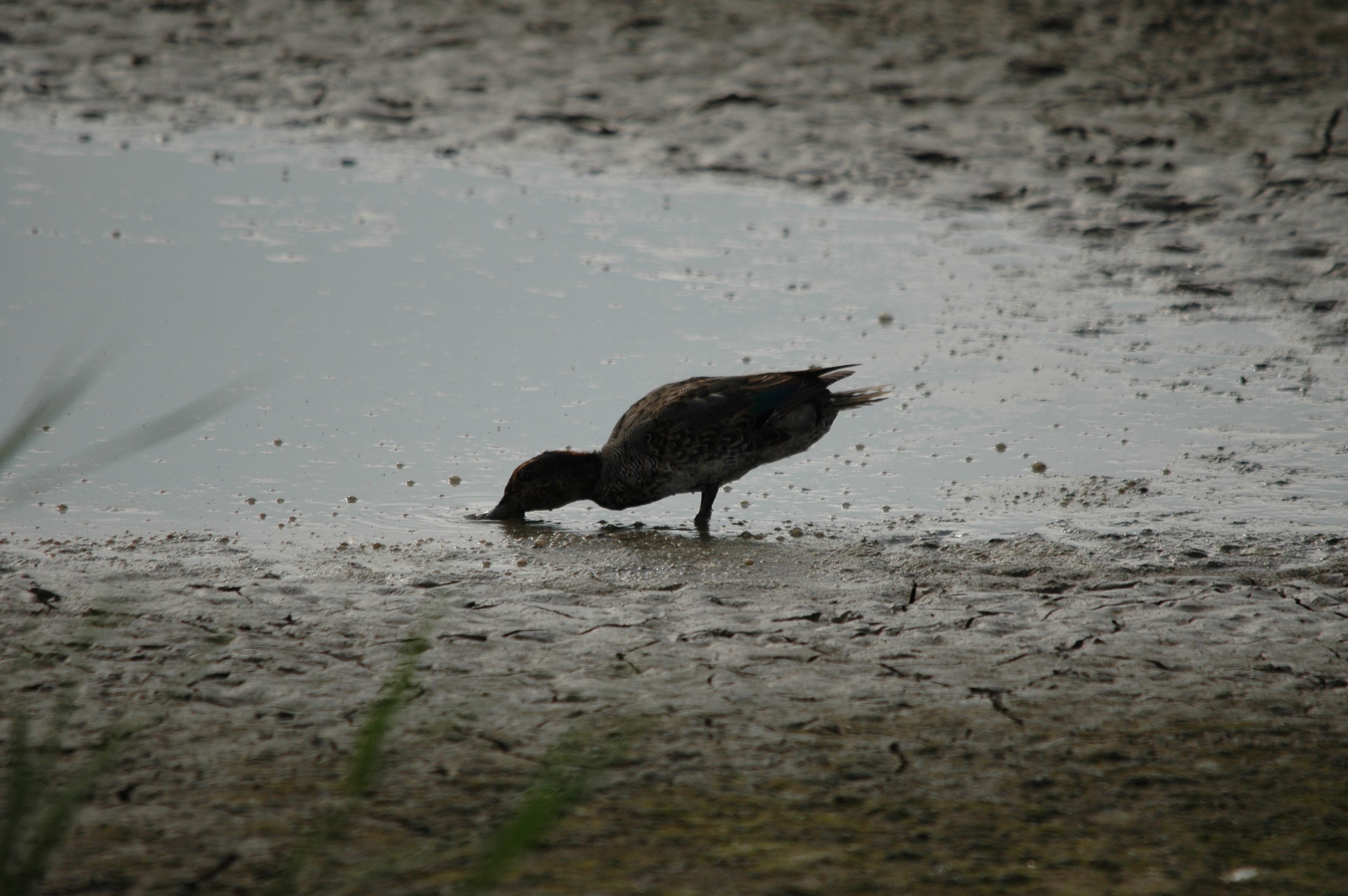 photos/wildlife/Bird_Species/029-Swans-Geese-Typical_ducks/0510-Common_Teal/DSC_6924.JPG