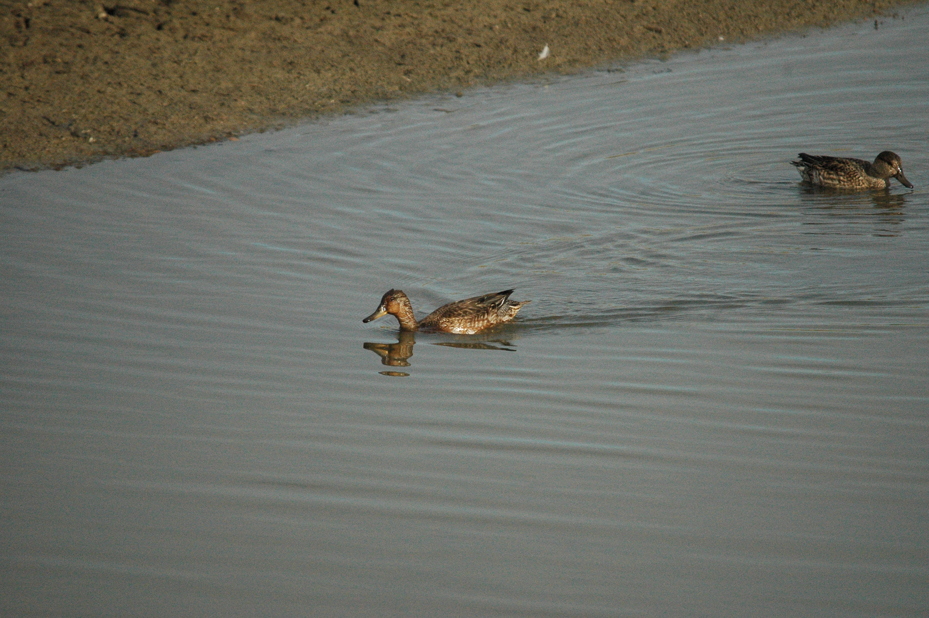 photos/wildlife/Bird_Species/029-Swans-Geese-Typical_ducks/0510-Common_Teal/dsc_1338.jpg