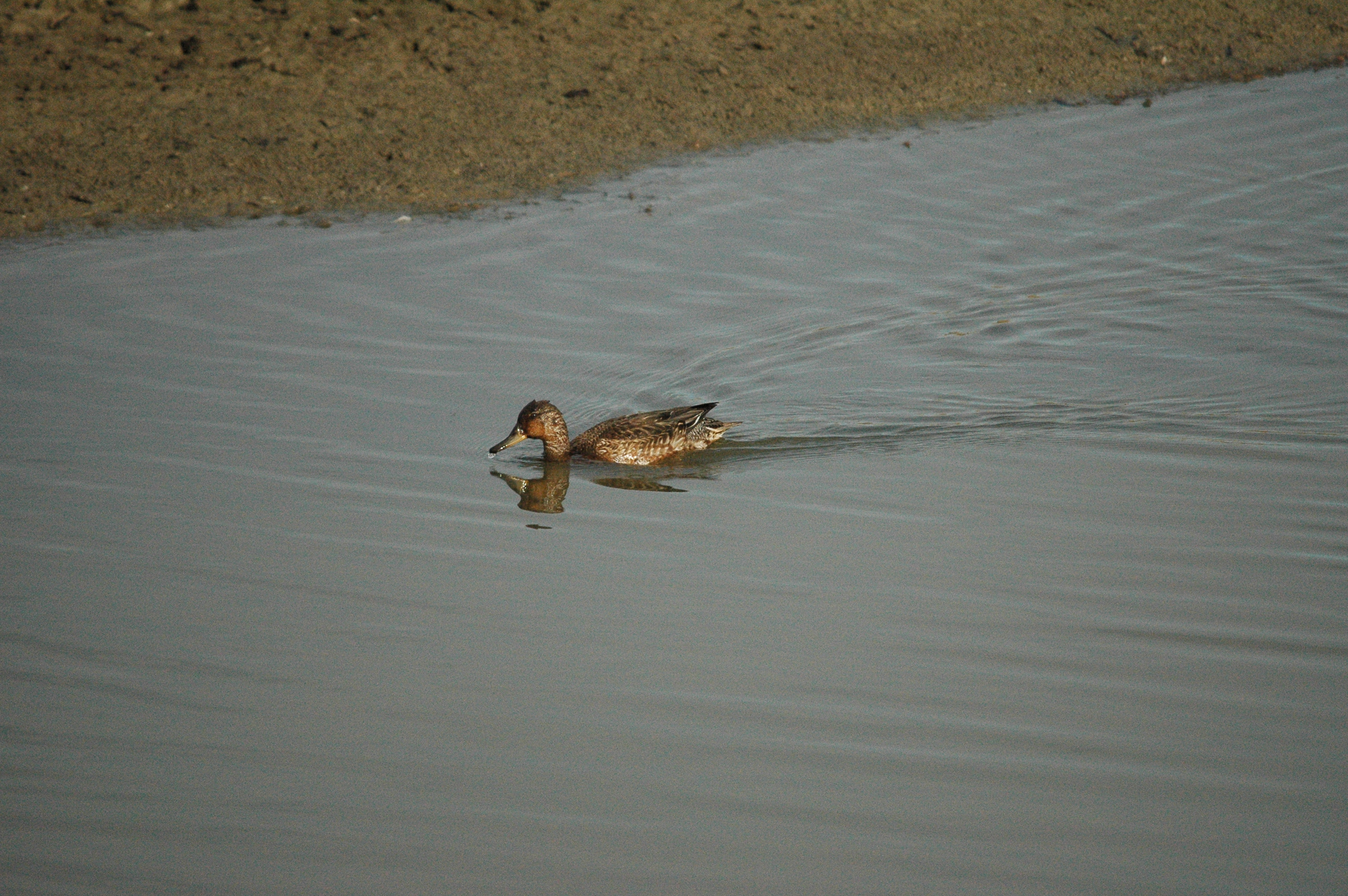 photos/wildlife/Bird_Species/029-Swans-Geese-Typical_ducks/0510-Common_Teal/dsc_1339.jpg