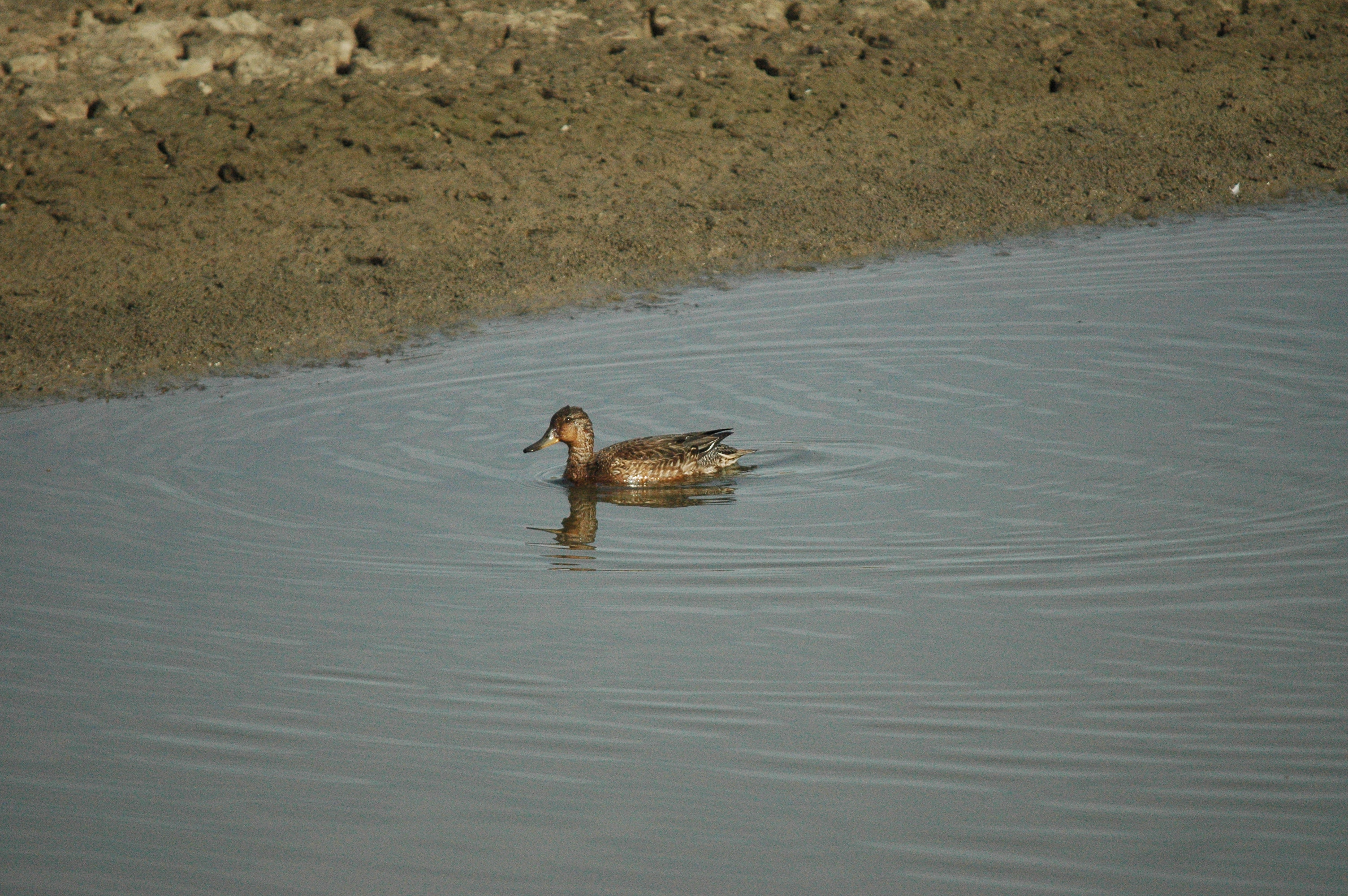 photos/wildlife/Bird_Species/029-Swans-Geese-Typical_ducks/0510-Common_Teal/dsc_1340.jpg