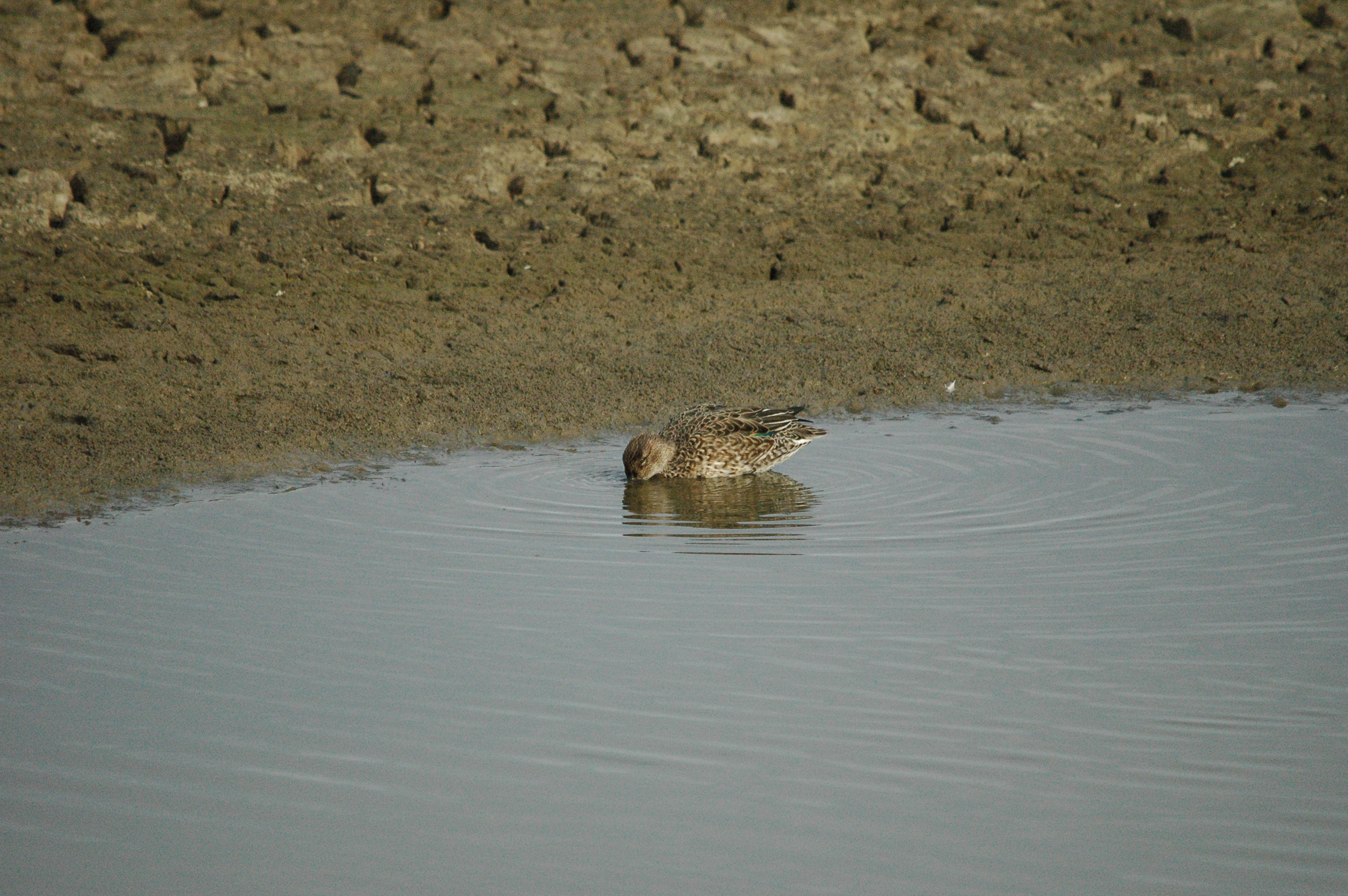 photos/wildlife/Bird_Species/029-Swans-Geese-Typical_ducks/0510-Common_Teal/dsc_1341.jpg