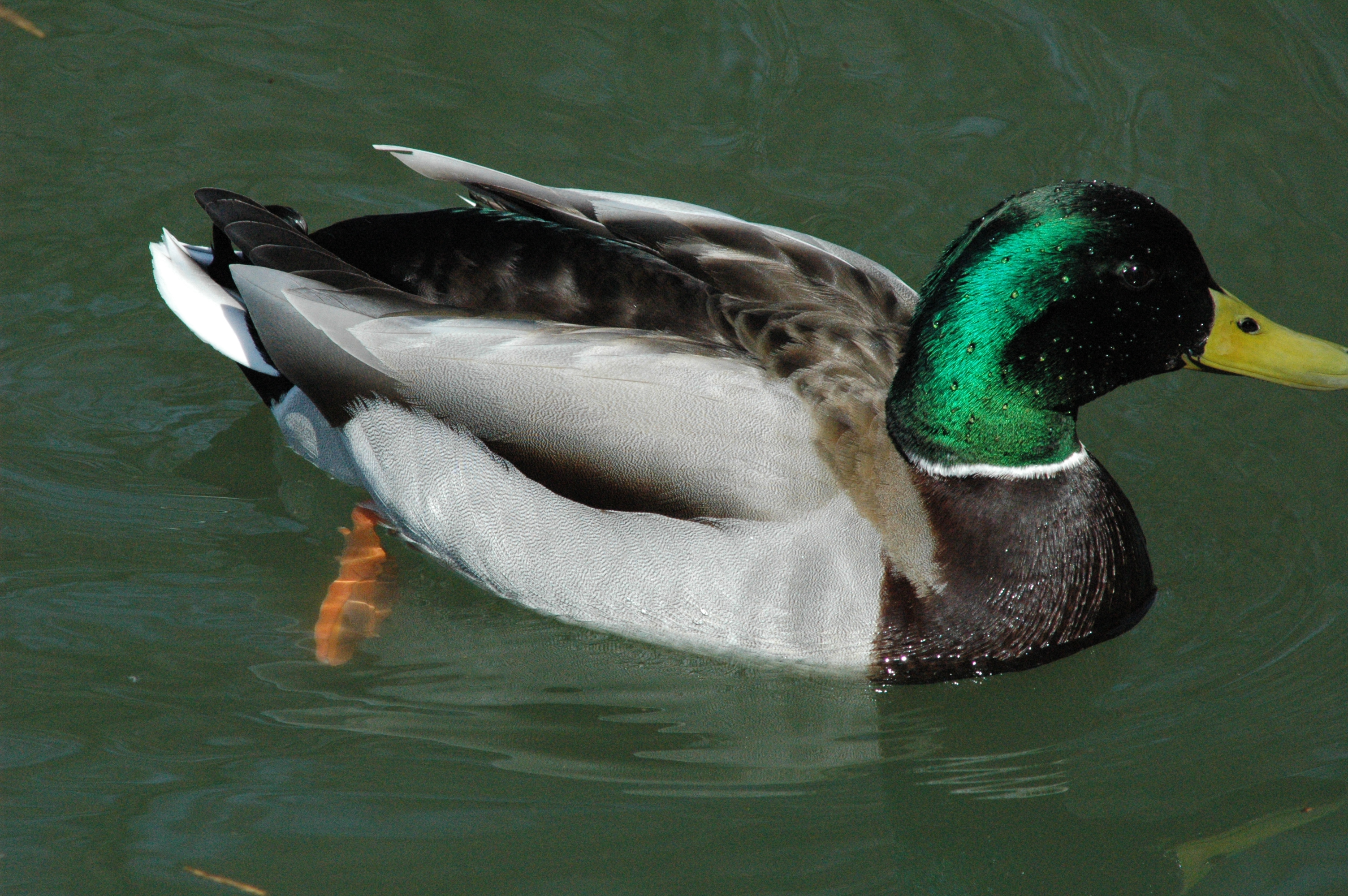 photos/wildlife/Bird_Species/029-Swans-Geese-Typical_ducks/0520-Mallard/DSC_0040.JPG