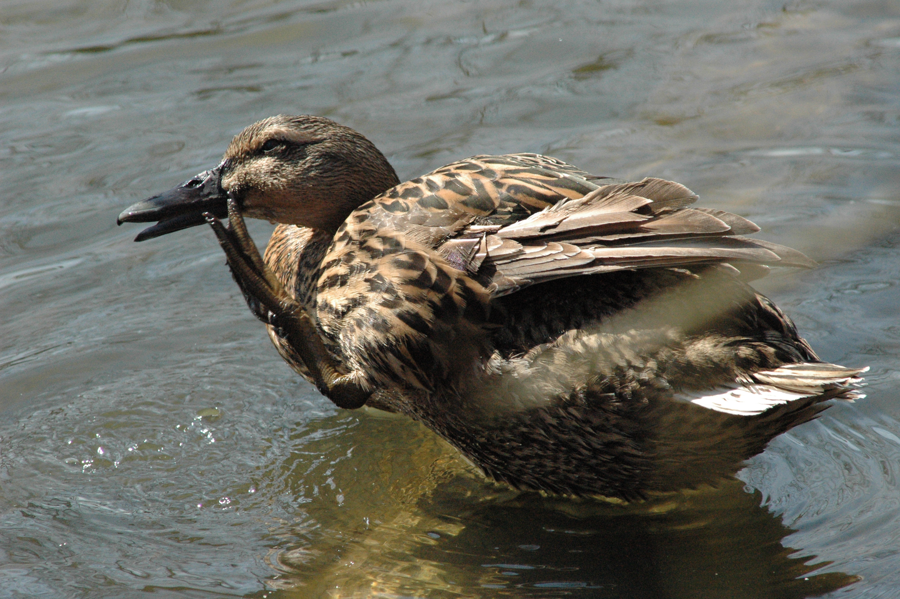 photos/wildlife/Bird_Species/029-Swans-Geese-Typical_ducks/0520-Mallard/DSC_0045.JPG