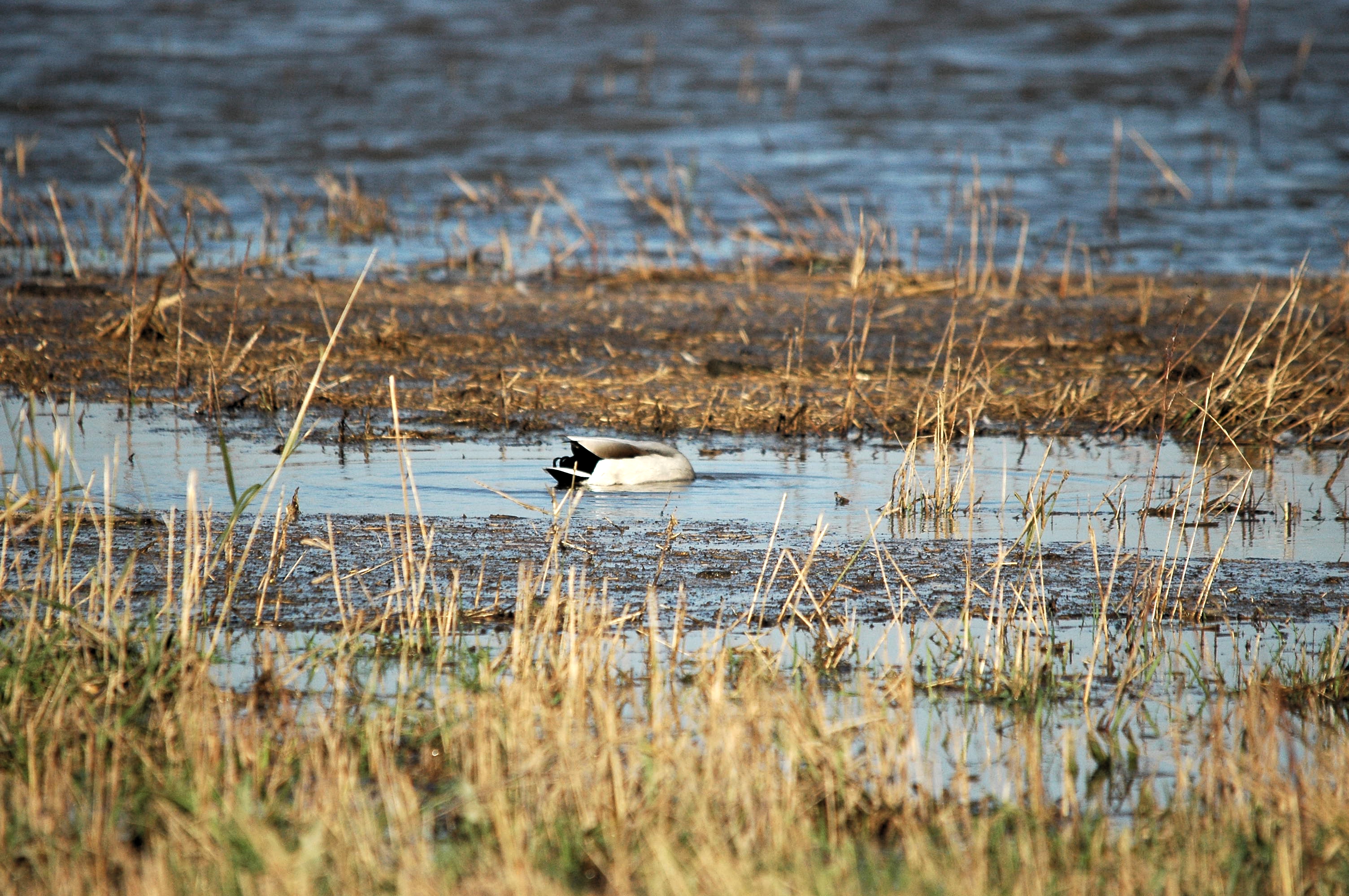 photos/wildlife/Bird_Species/029-Swans-Geese-Typical_ducks/0520-Mallard/DSC_3502.JPG